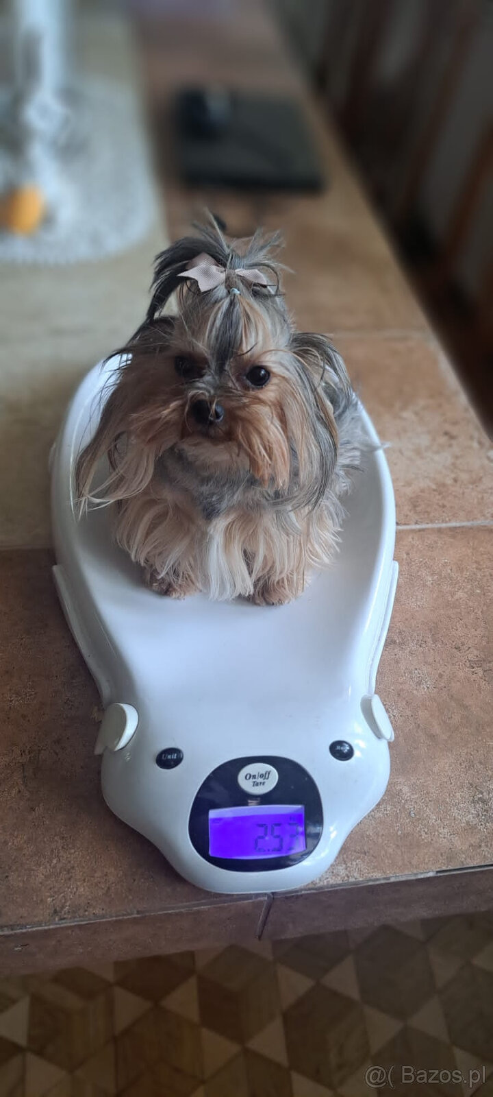 Piekny York miniaturka