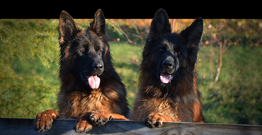 Owczarek niemiecki długowłosy ZKwP FCI