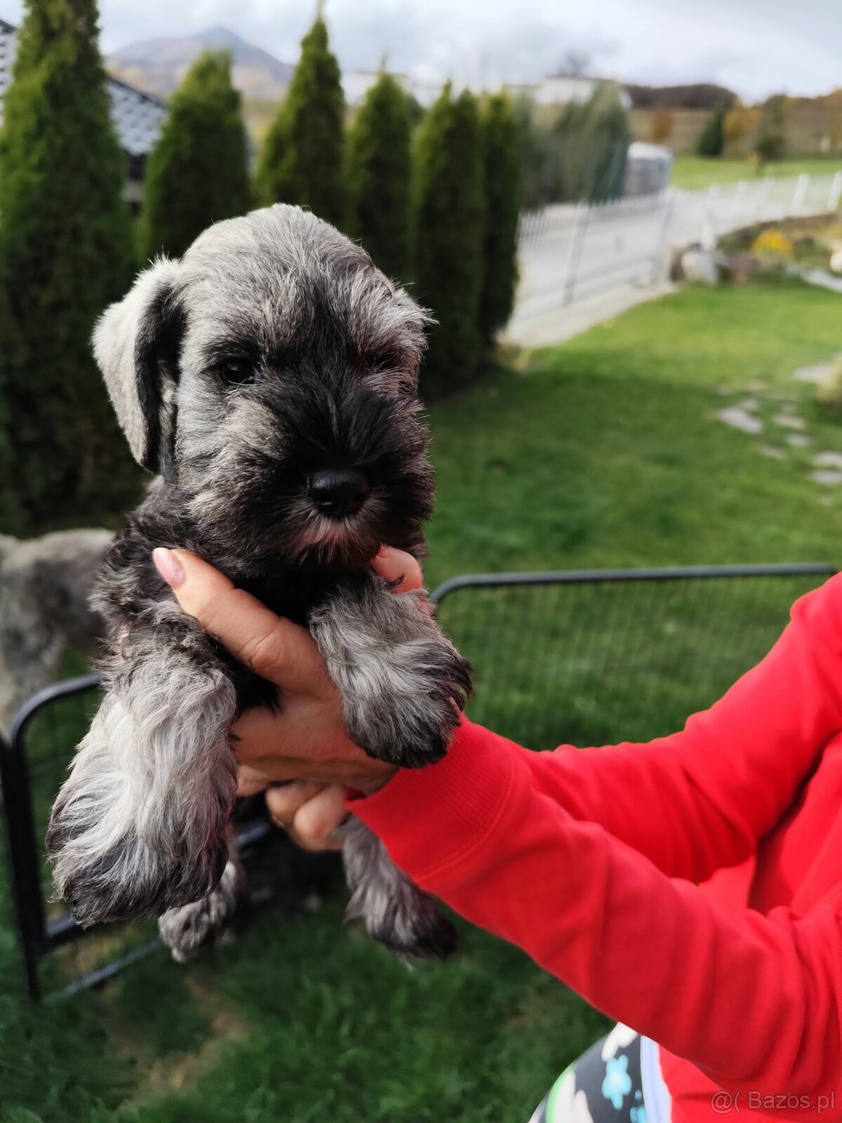 Schnauzer miniaturovy