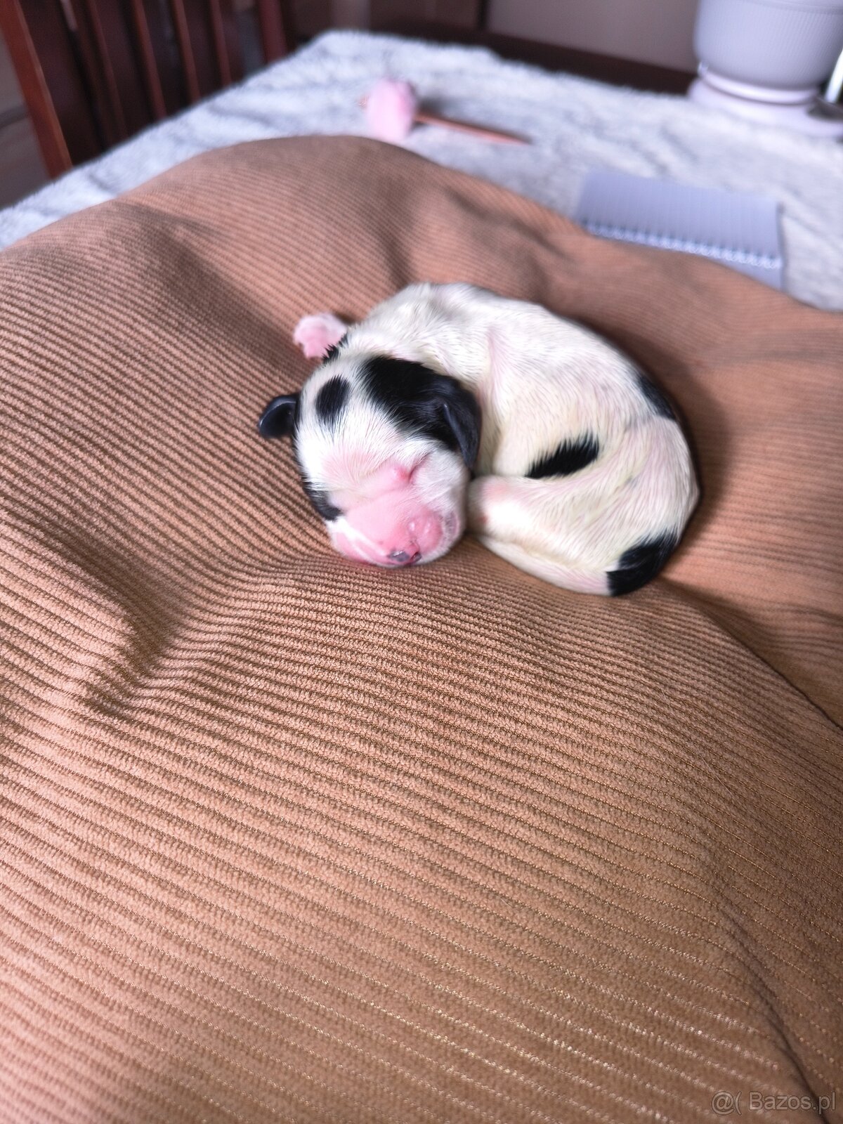 Szczeniak cocker spaniel angielski