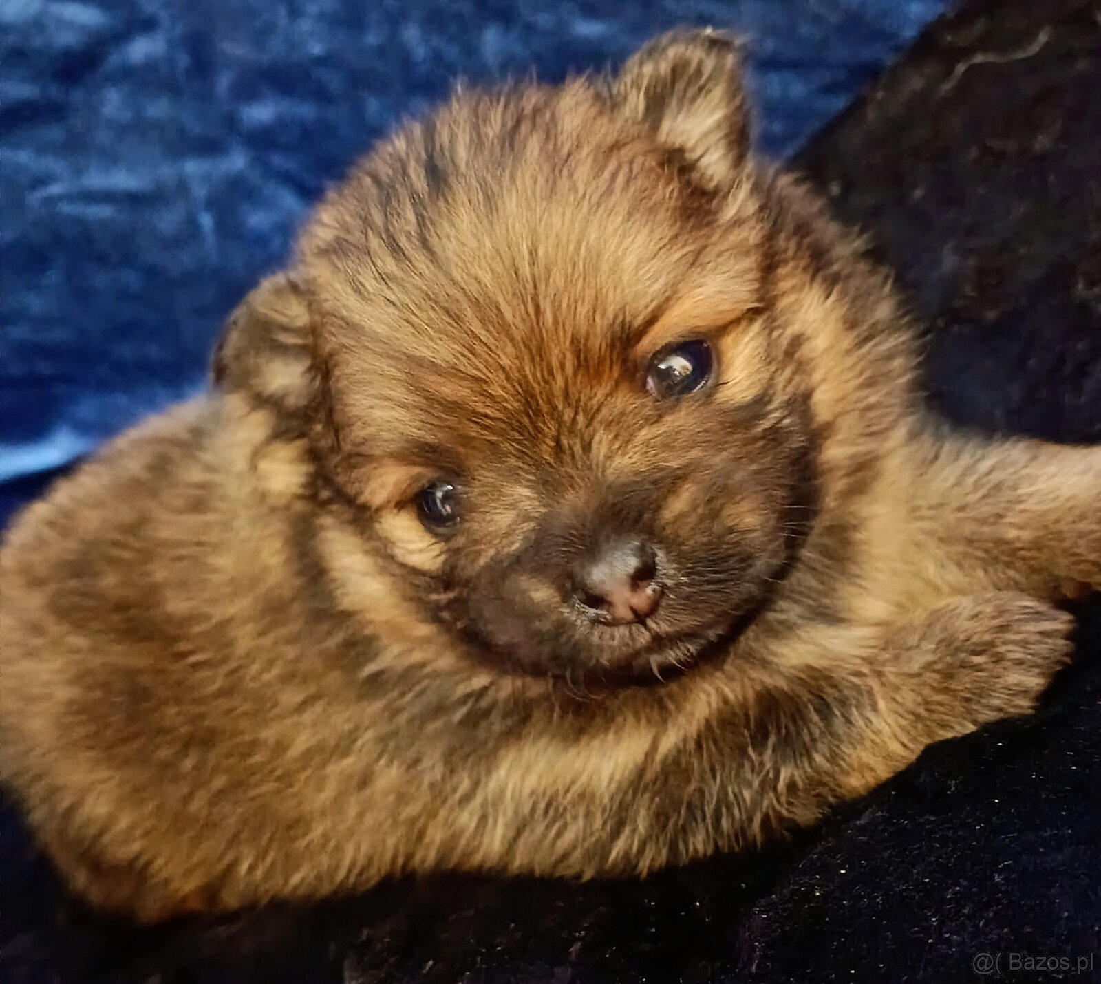 SUCZKA szpic miniaturowy pomeranian ORANGE SABLE