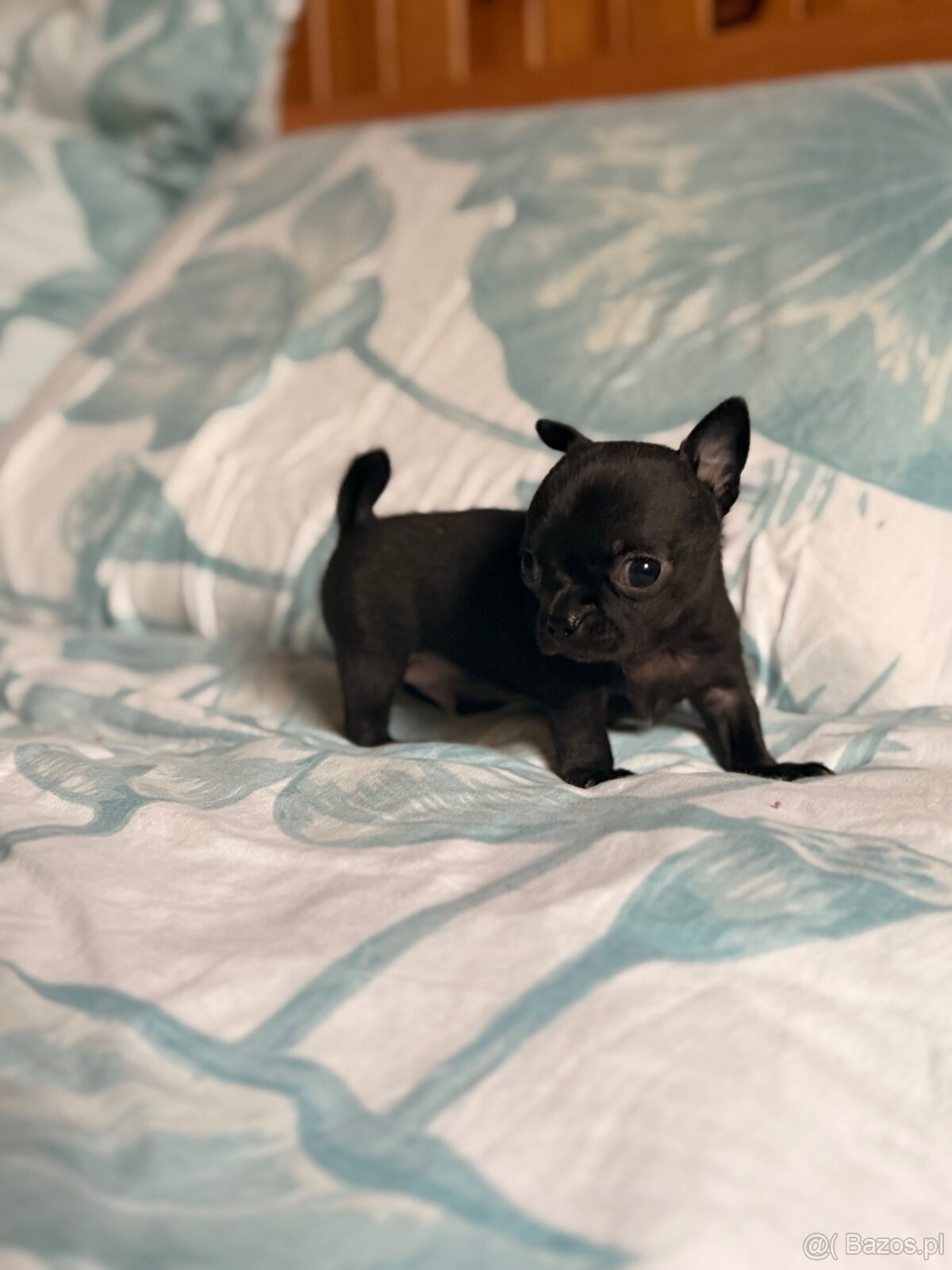 Chihuahua piękny samiec xxs