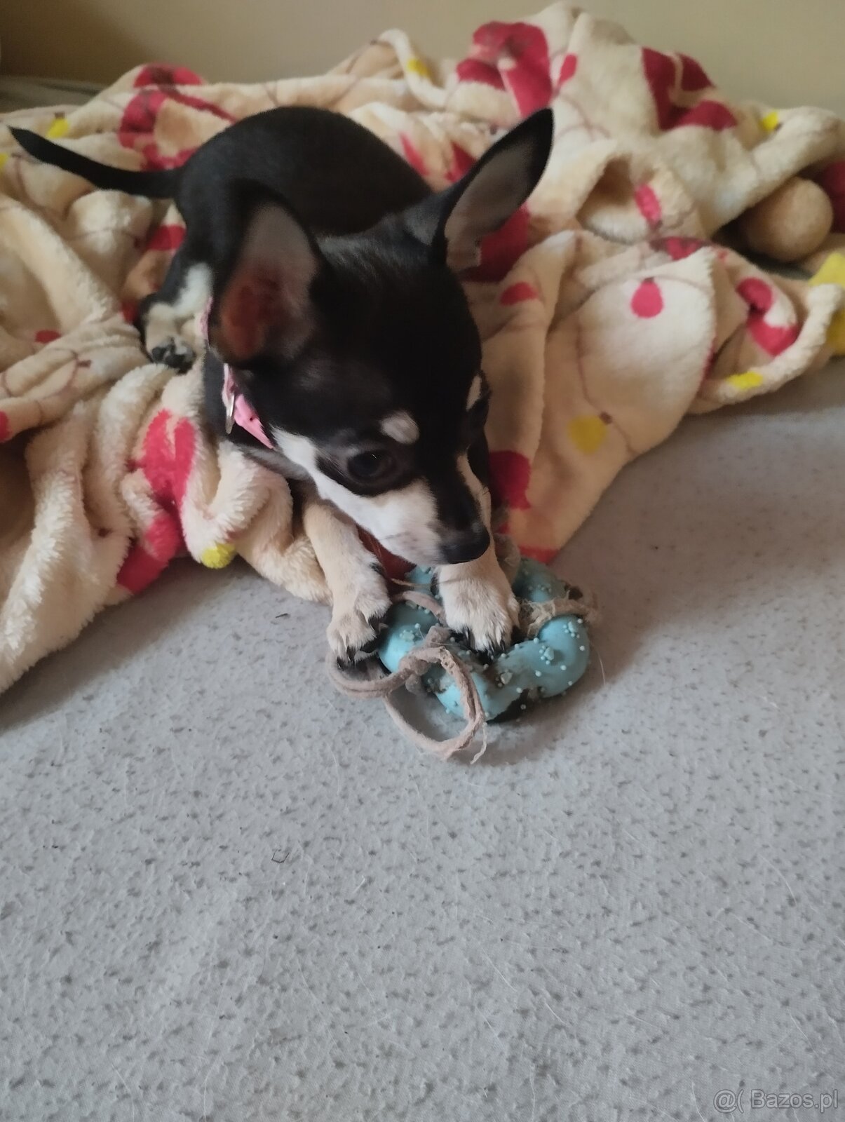 Chihuahua krótkowłosa