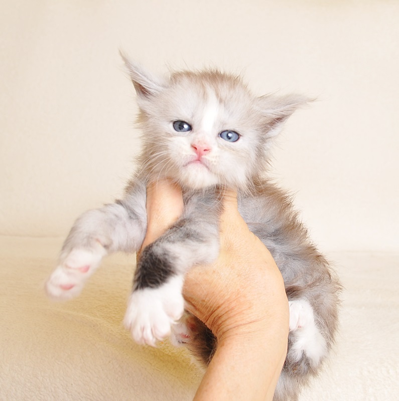 Przepiękna koteczka Maine Coon