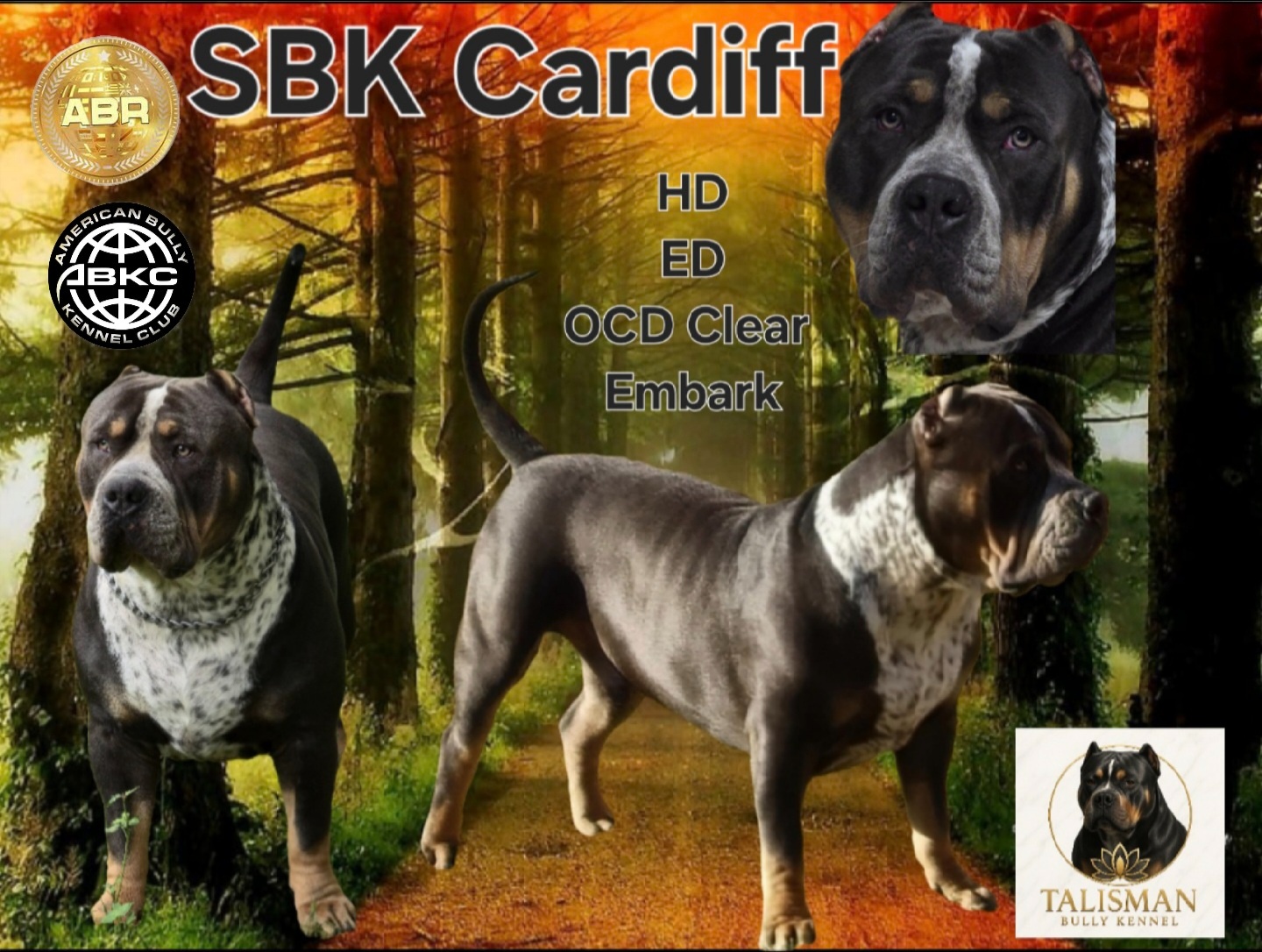 American bully xl