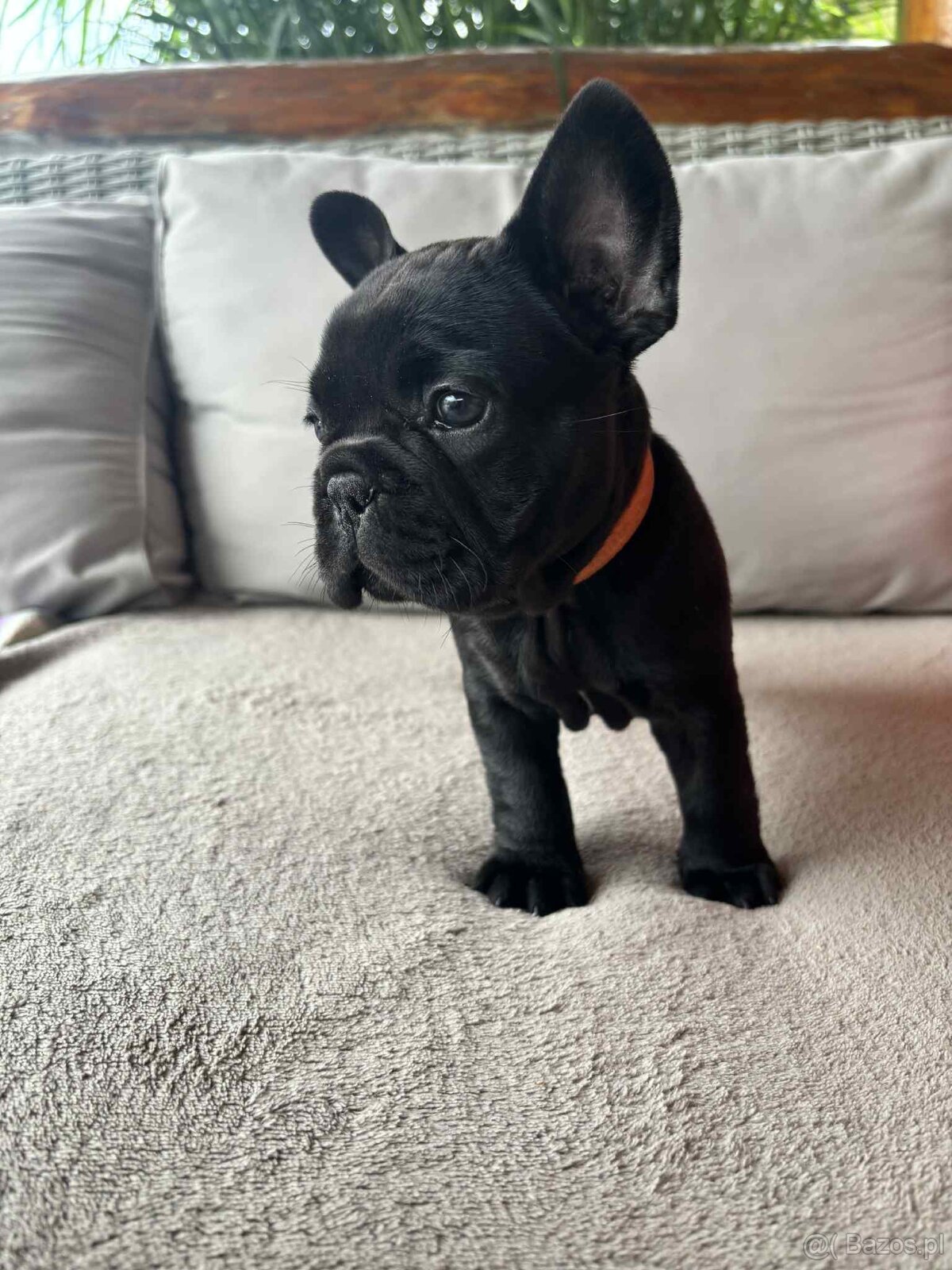 Buldog francuski