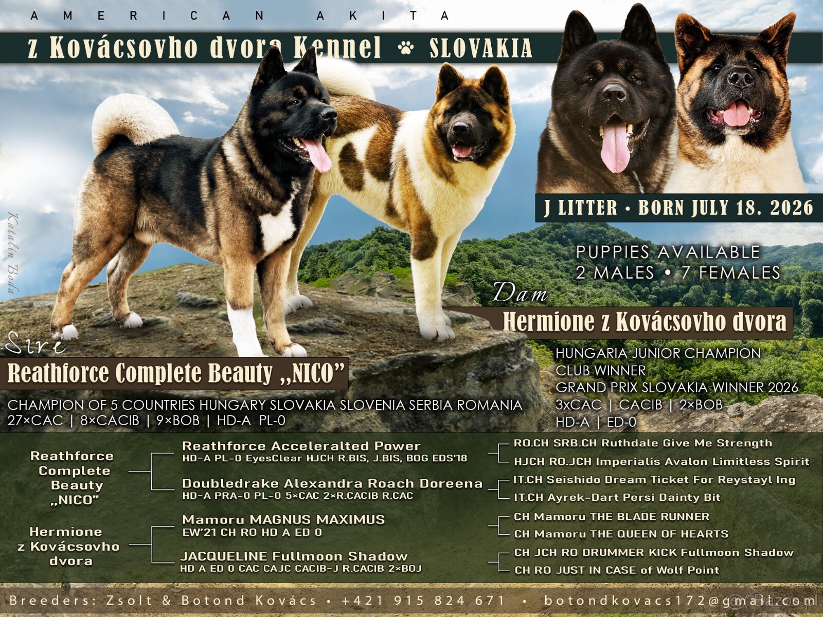 Amerikan Akita - excellent puppies