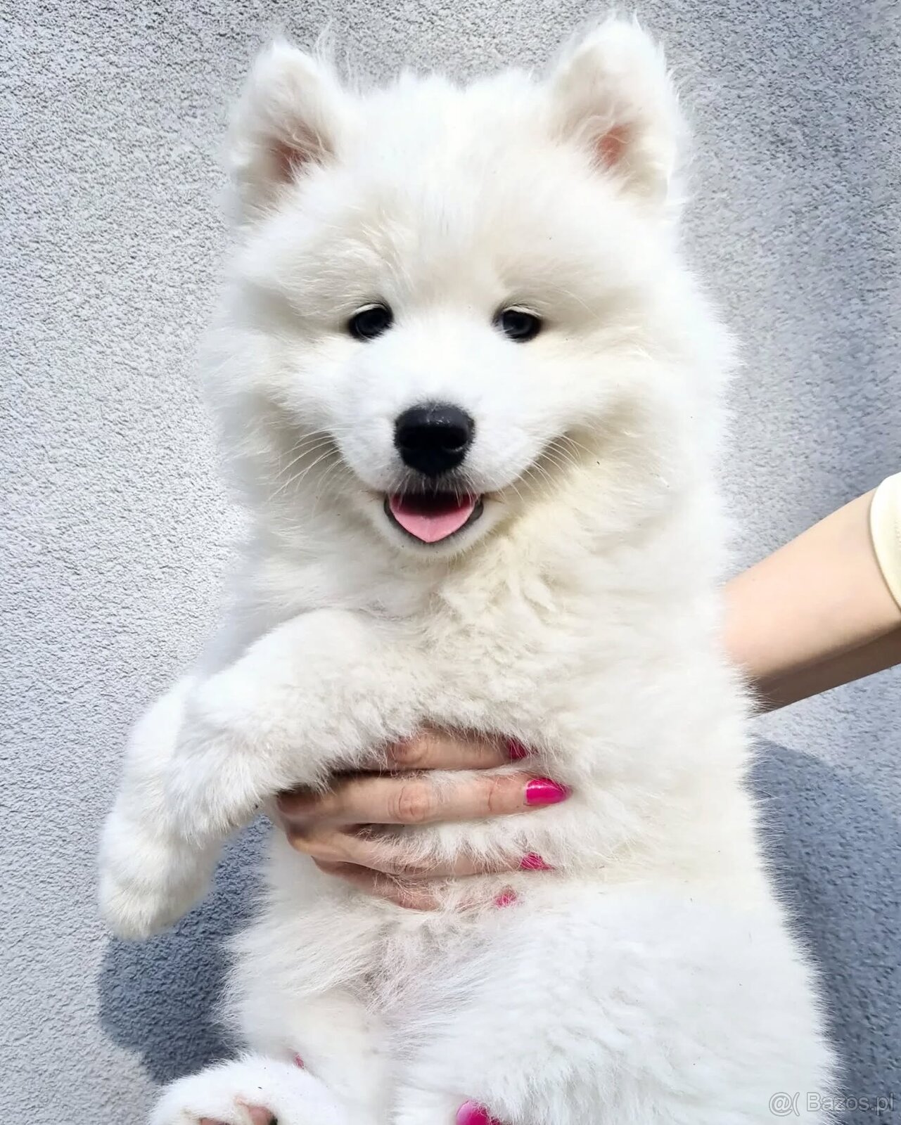 Samoyed suczka - gotowa do odbioru