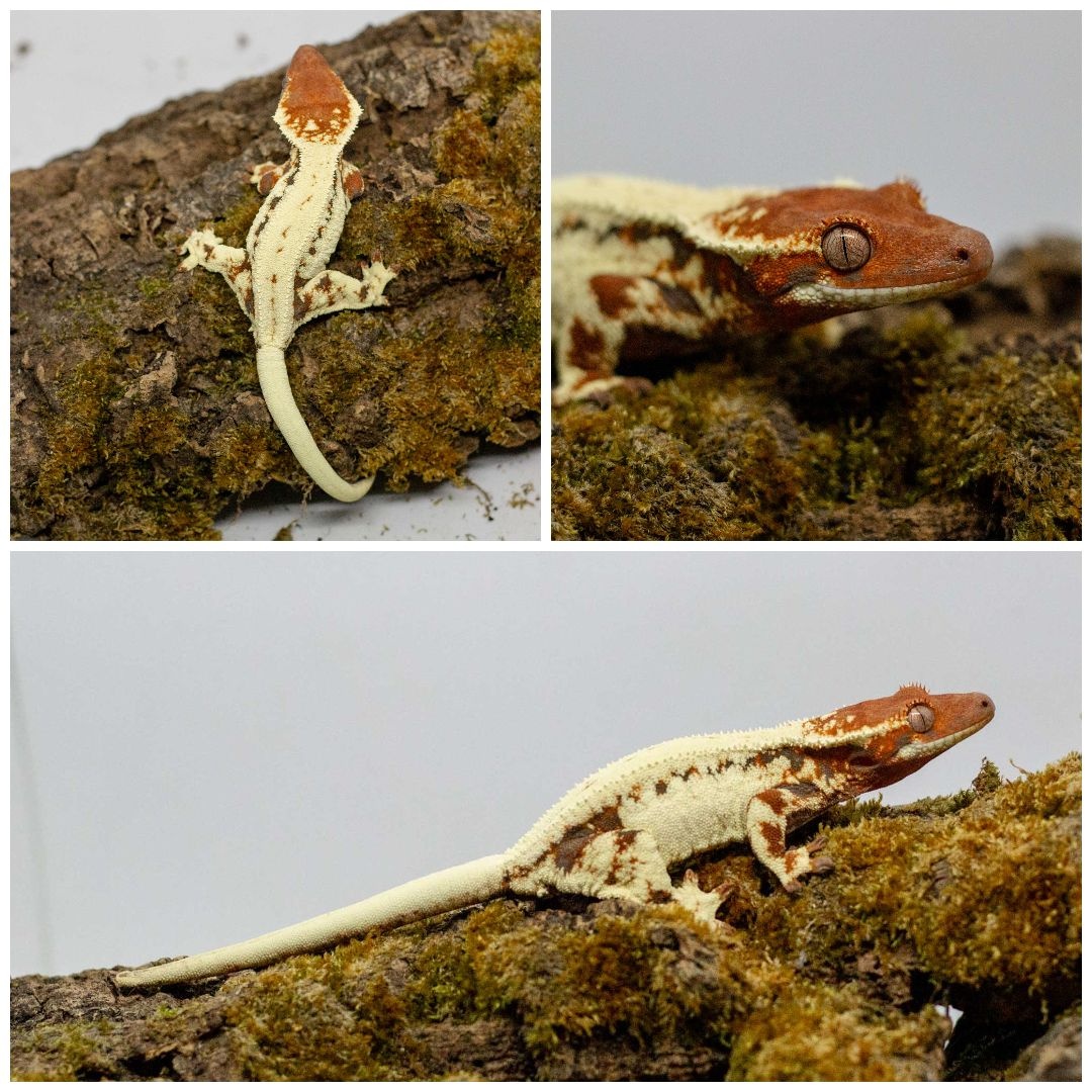 Gekony orzęsione (ciliatus) + akcesoria GeckoSVK