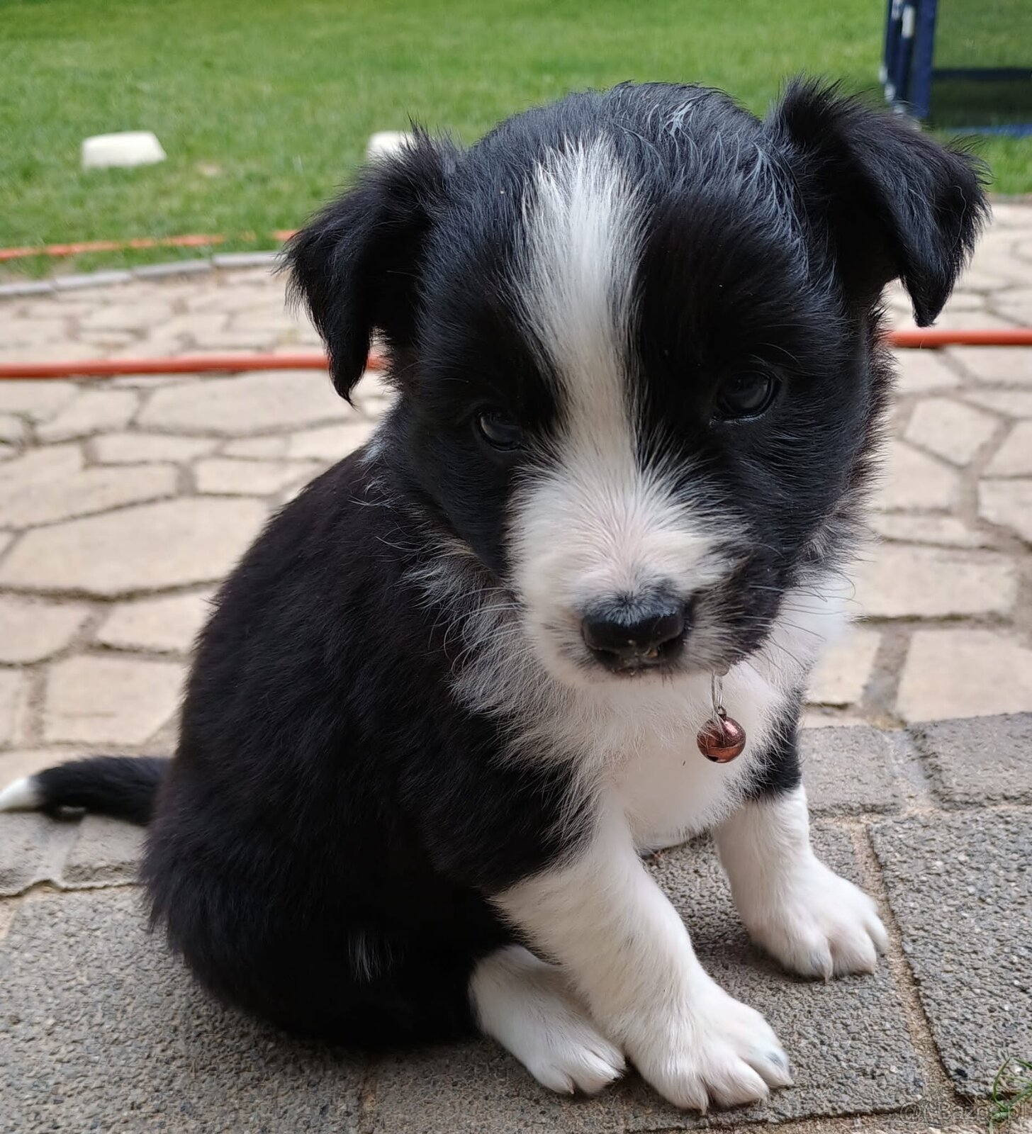 Border Collie czarno biała i Blue Merle