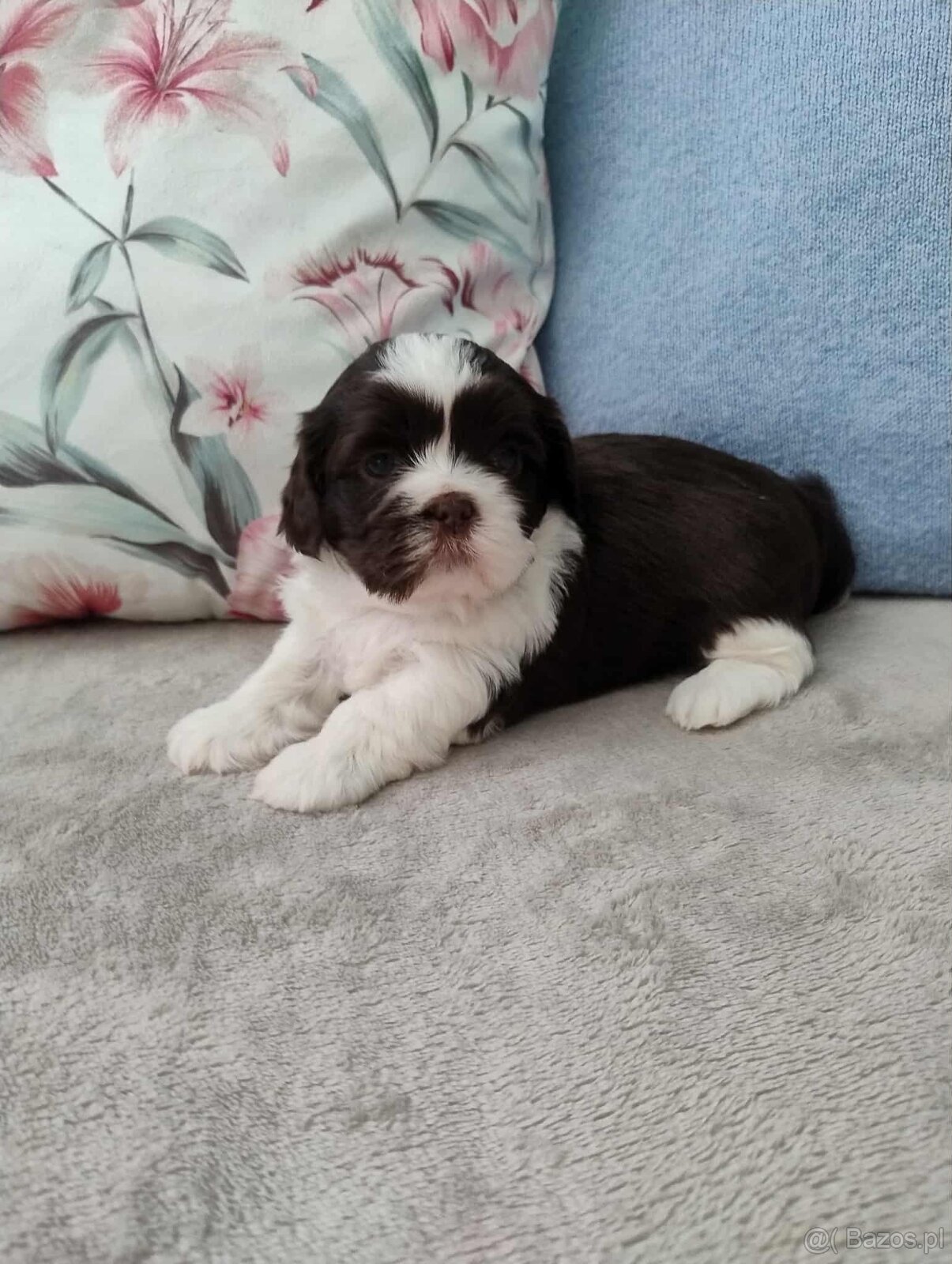 Pieski shihtzu