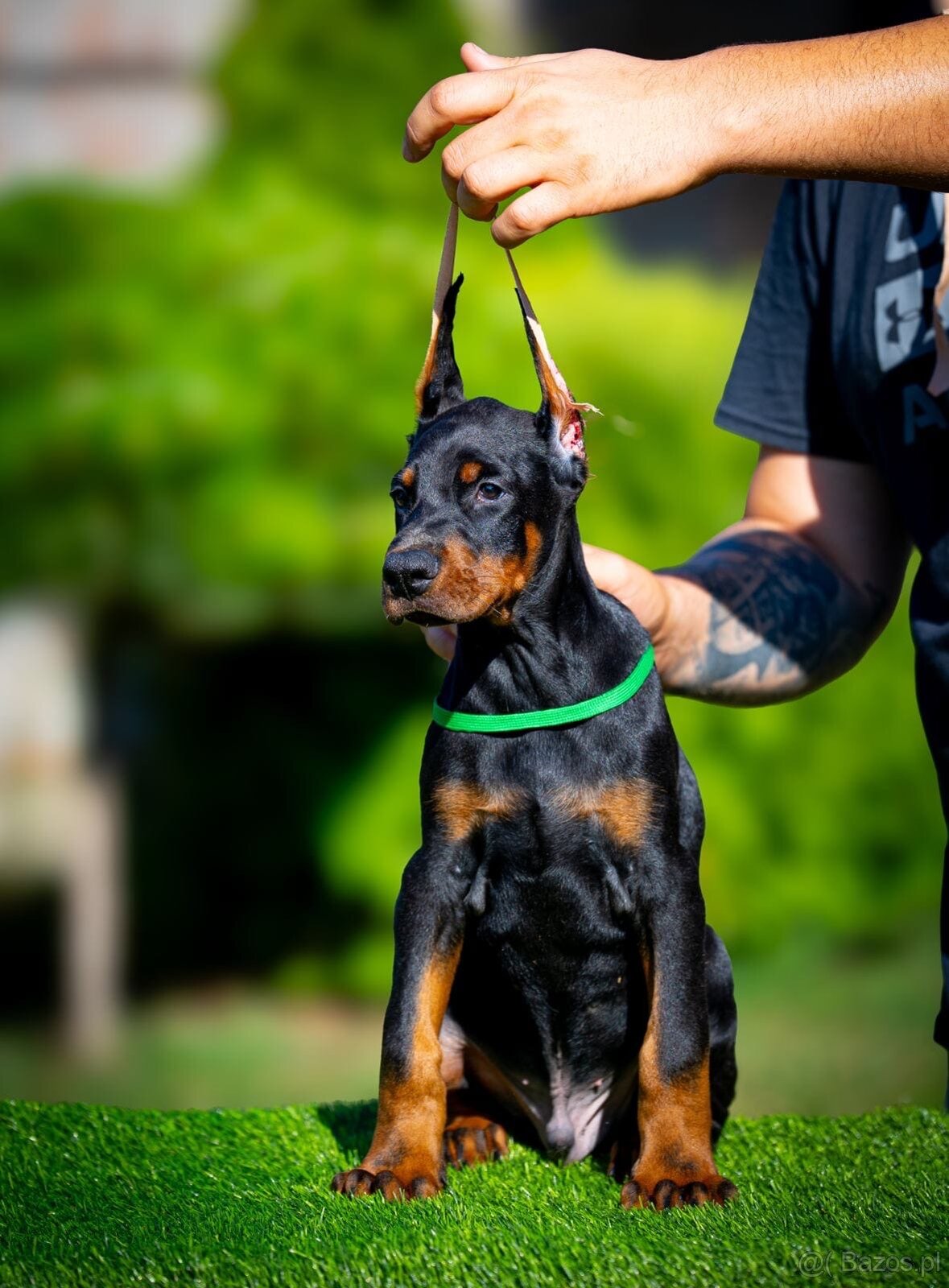 KUPIOWANE SZCZENIĘTA DOBERMANA Z RODOWODEM FCI