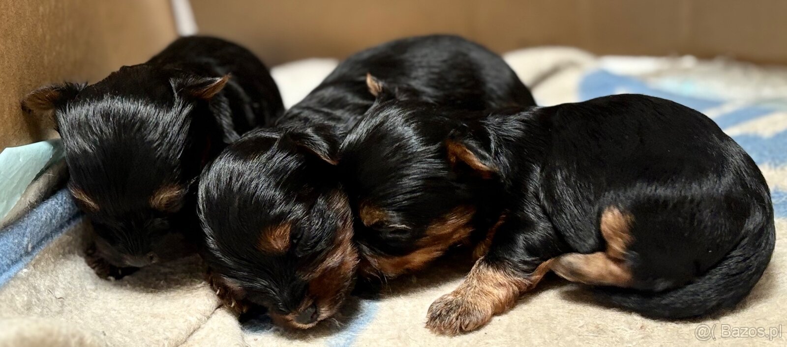 Yorkshire terrier