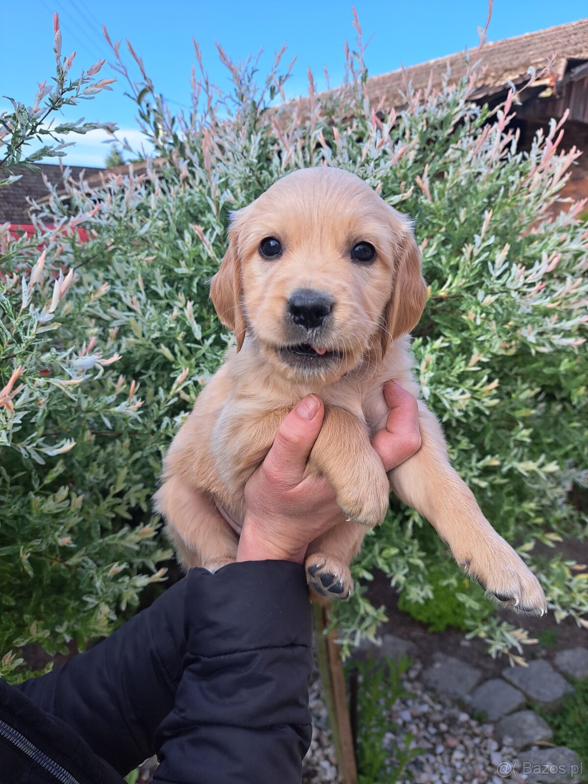 Szczenie golden retriever