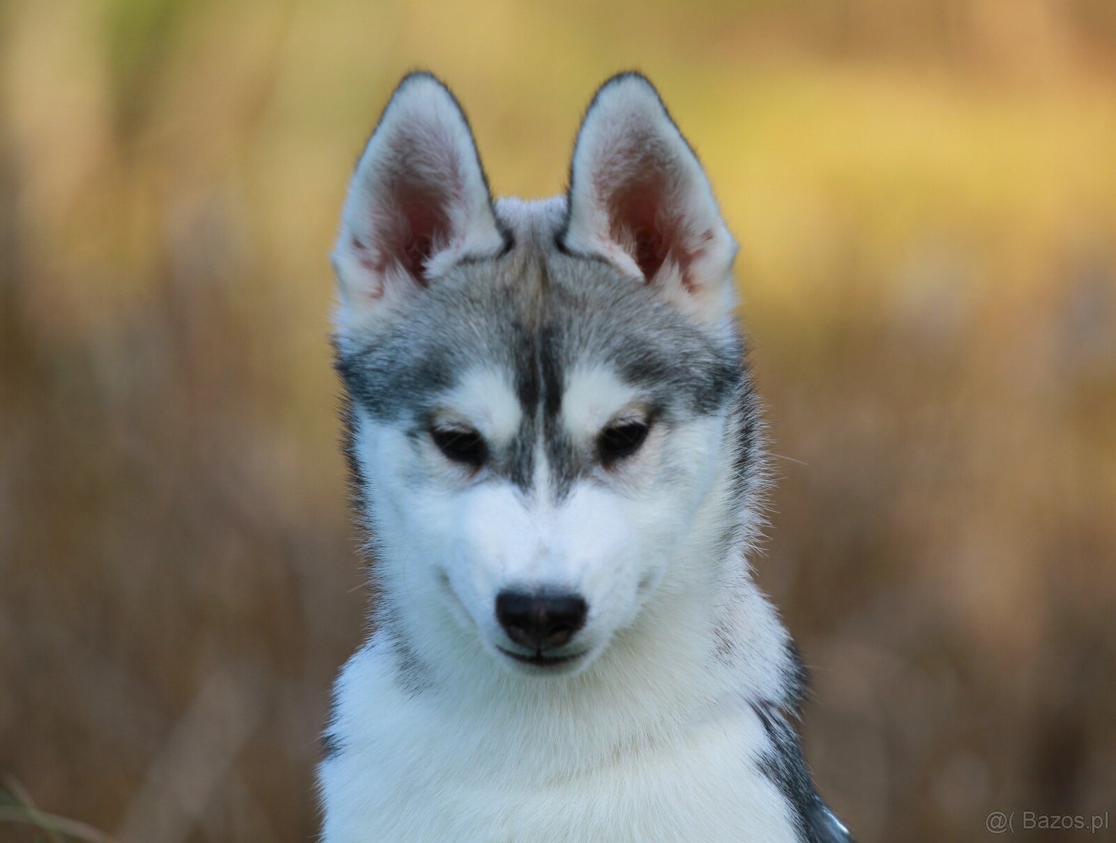 Siberian Husky ZKwP