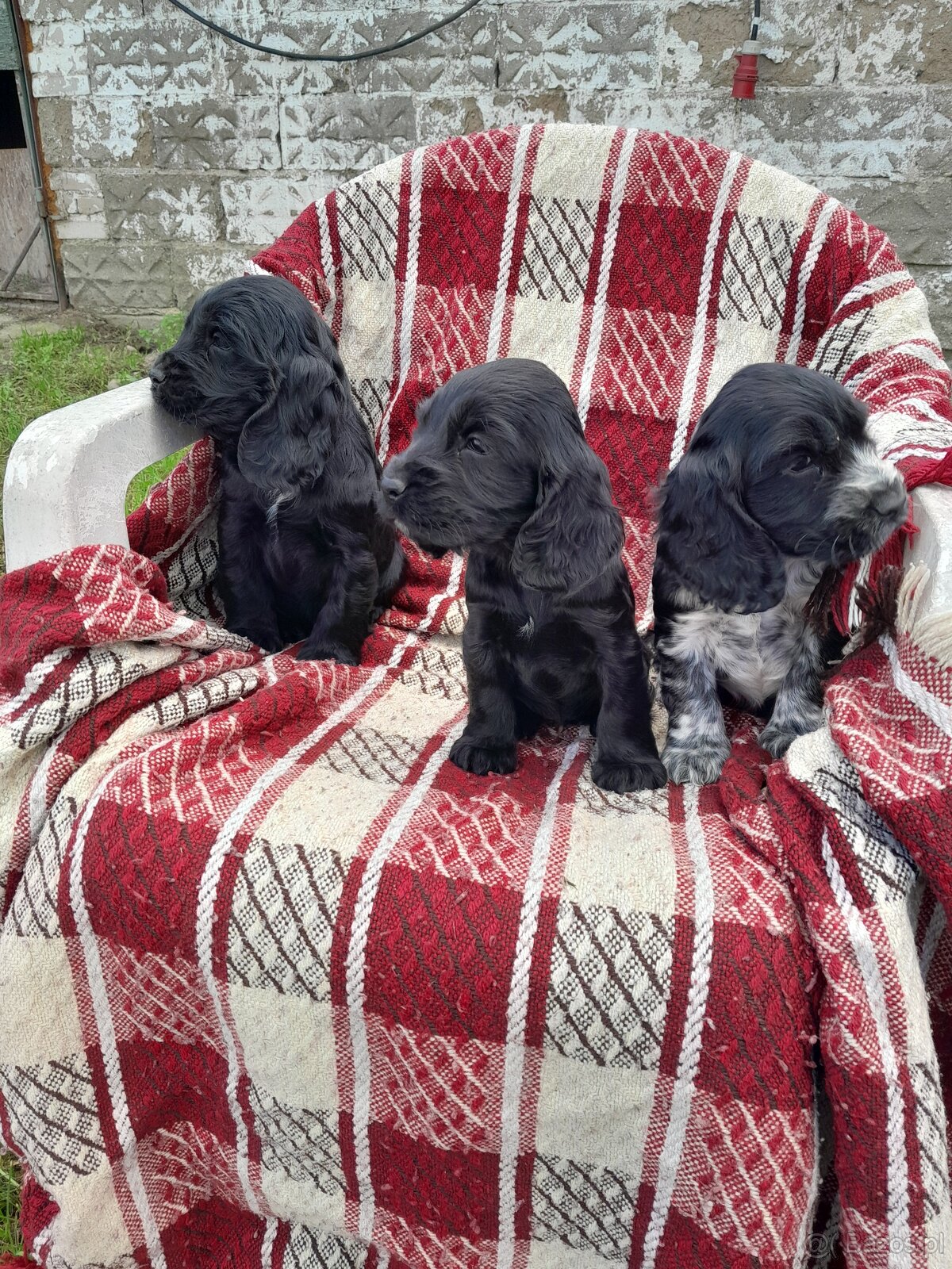 Cocer spaniel