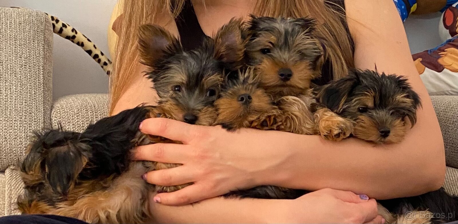 Yorkshire Terrier