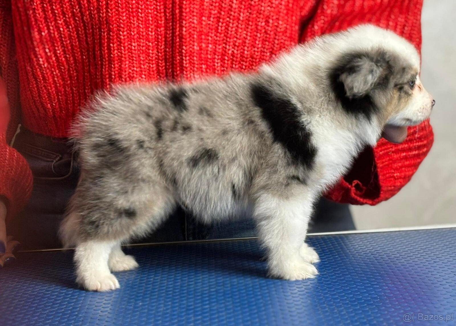 Miniaturowy owczarek amerykański