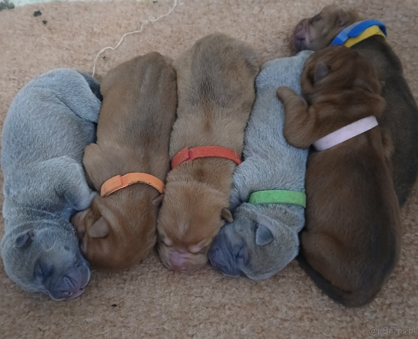 Sharpei, shar pei s PP