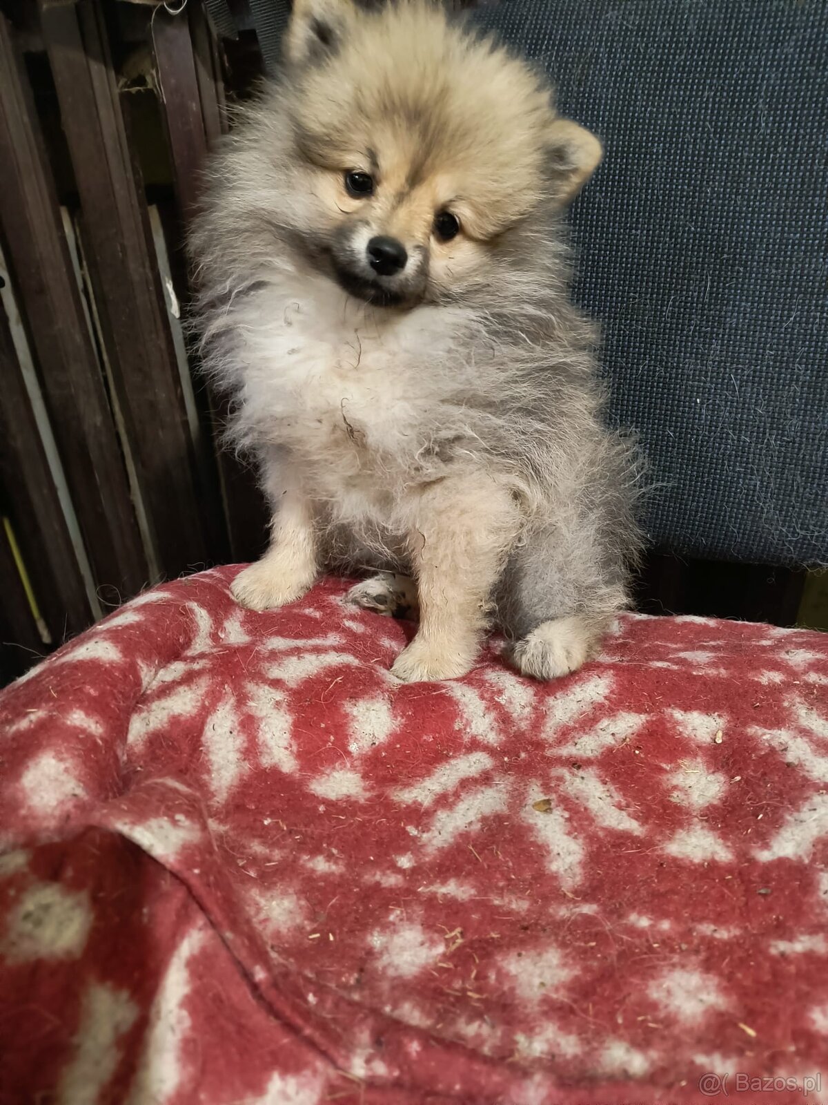 Szpic Miniaturowy pomeranian malutki piesek