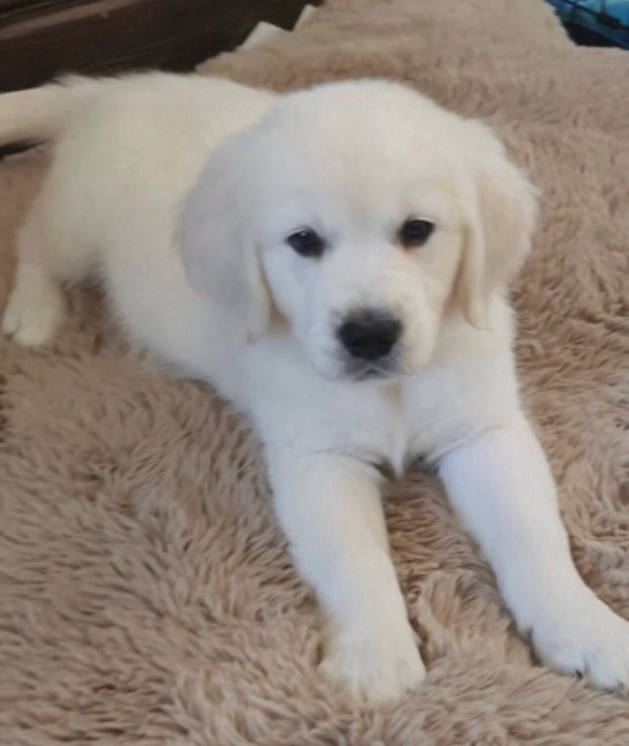 Dostępne szczenięta Golden Retriever.