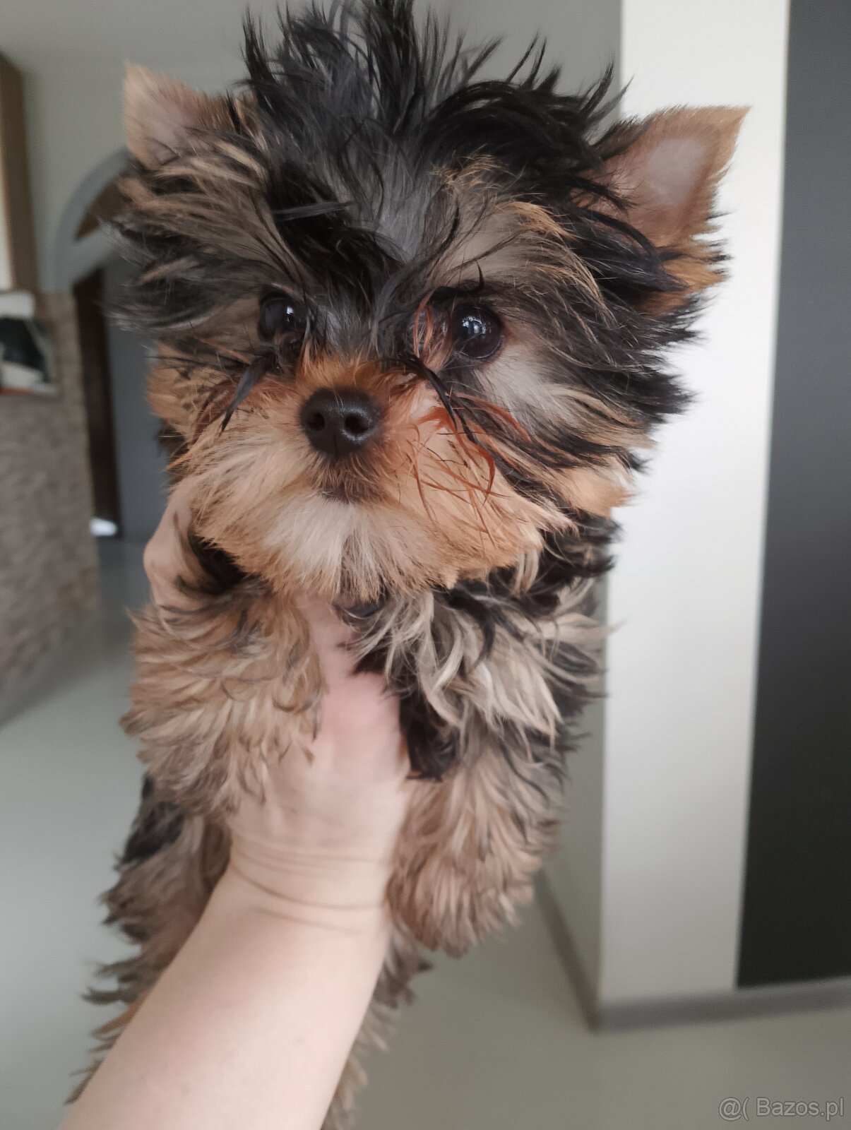 Yorkshire terrier