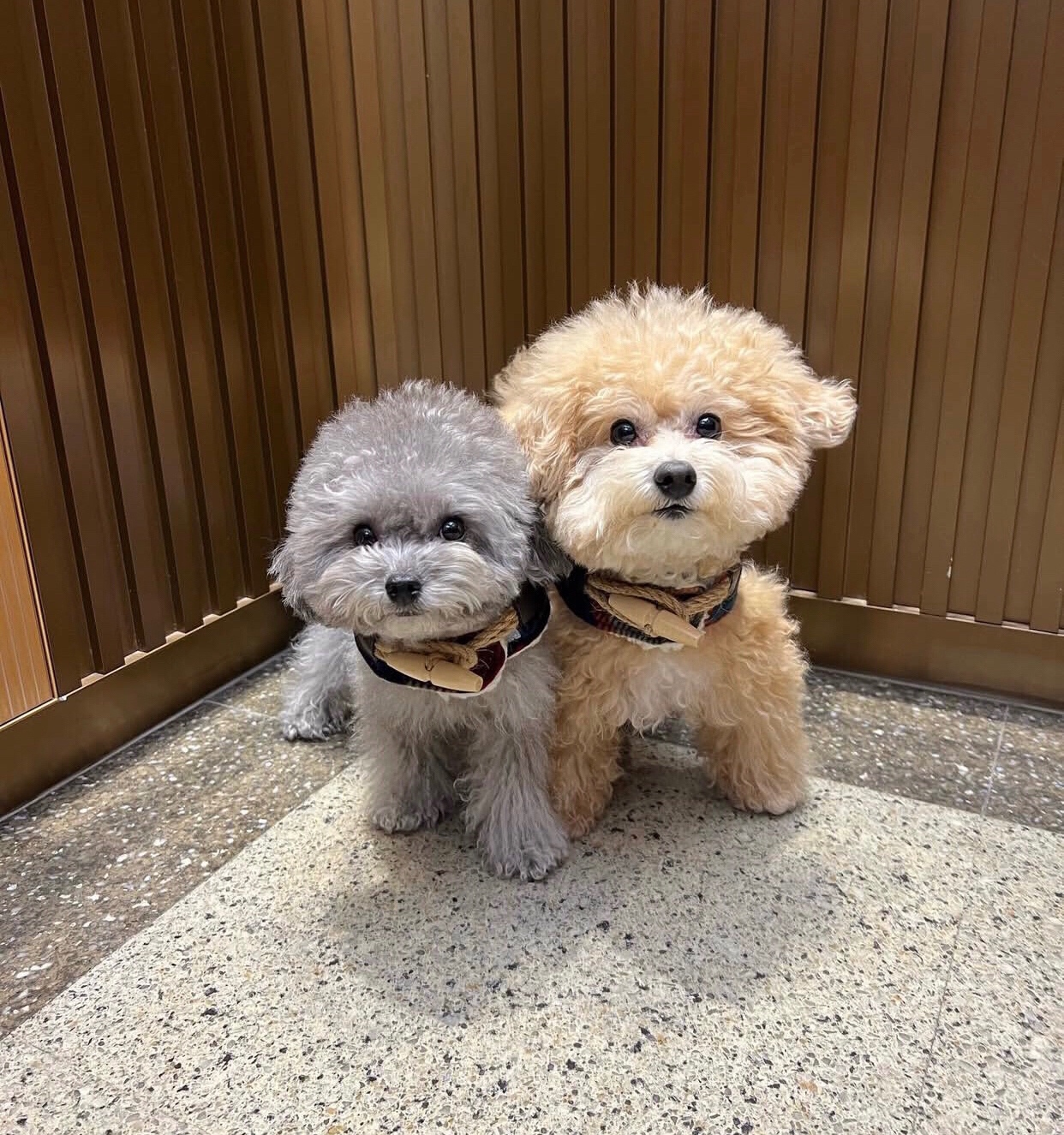 Dostępne są dwa zdrowe szczenięta pudla.