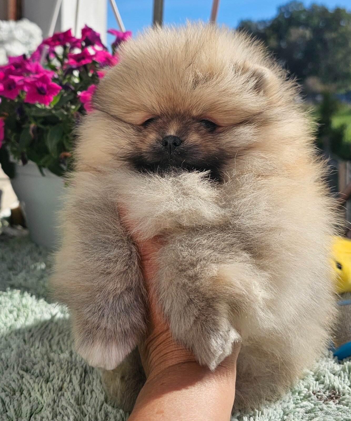 Szpic Miniaturowy Pomeranian