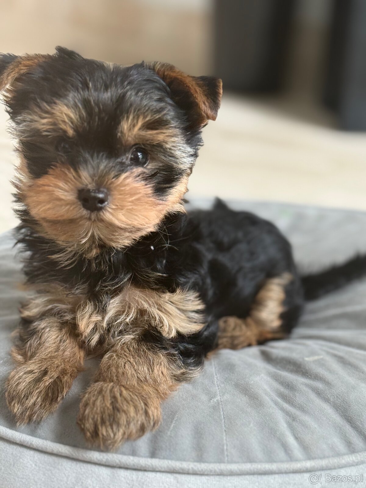 Yorkshire terrier