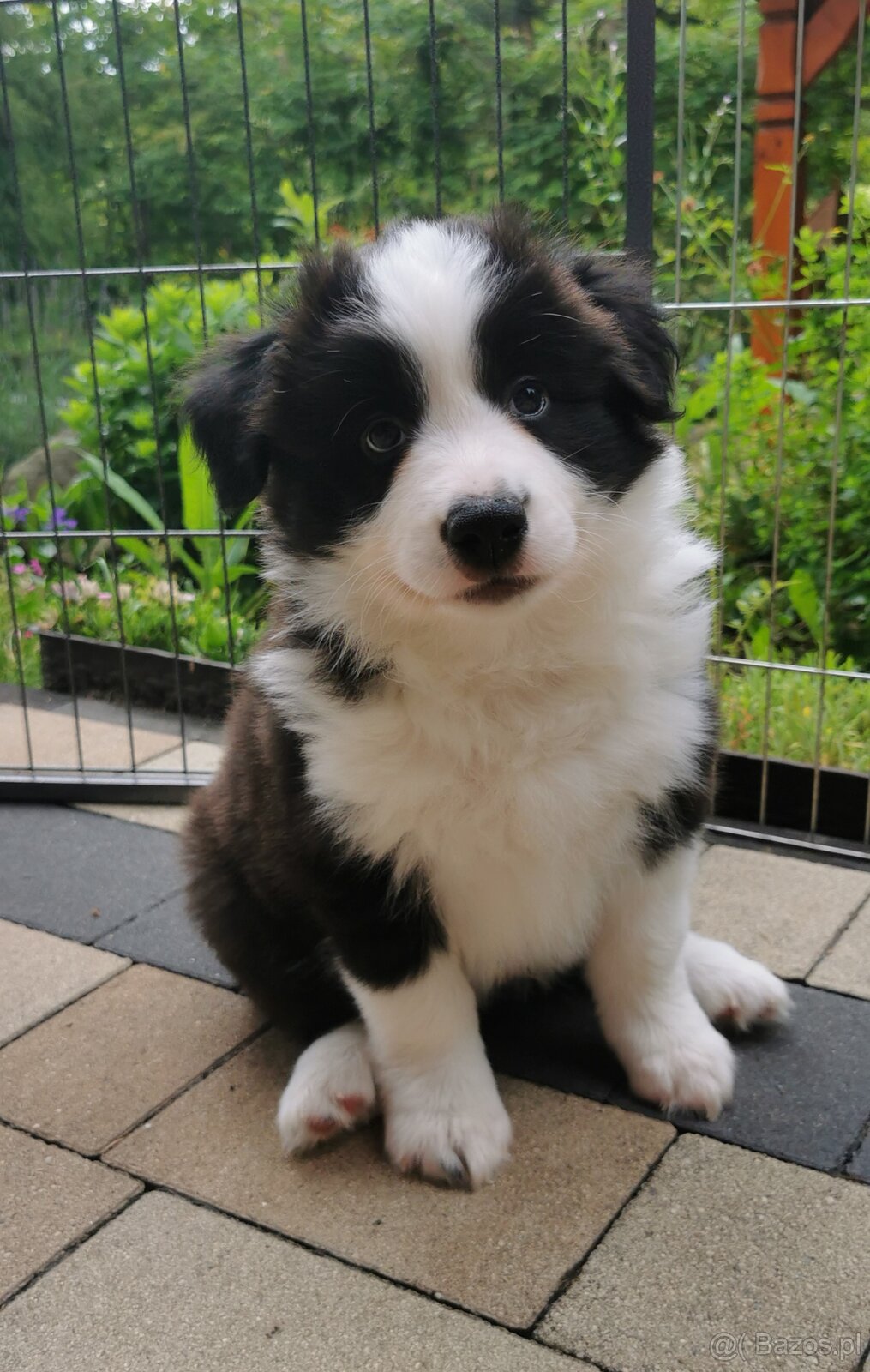 Border Collie FCI /ZKwP