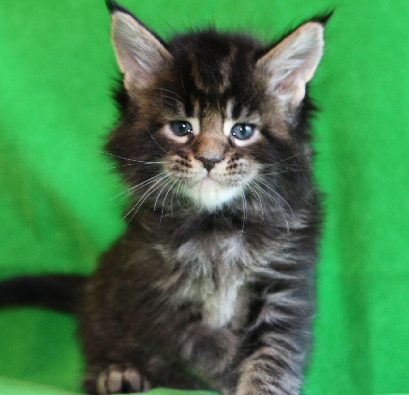 Kociaczki maine coon
