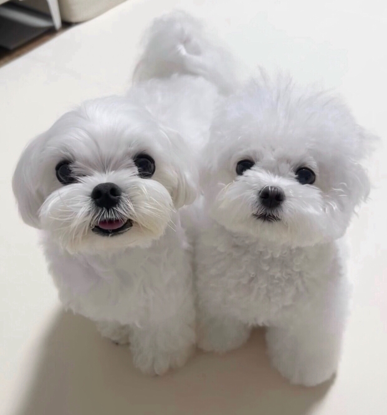 Dostępne są dwa szczenięta maltańskie.