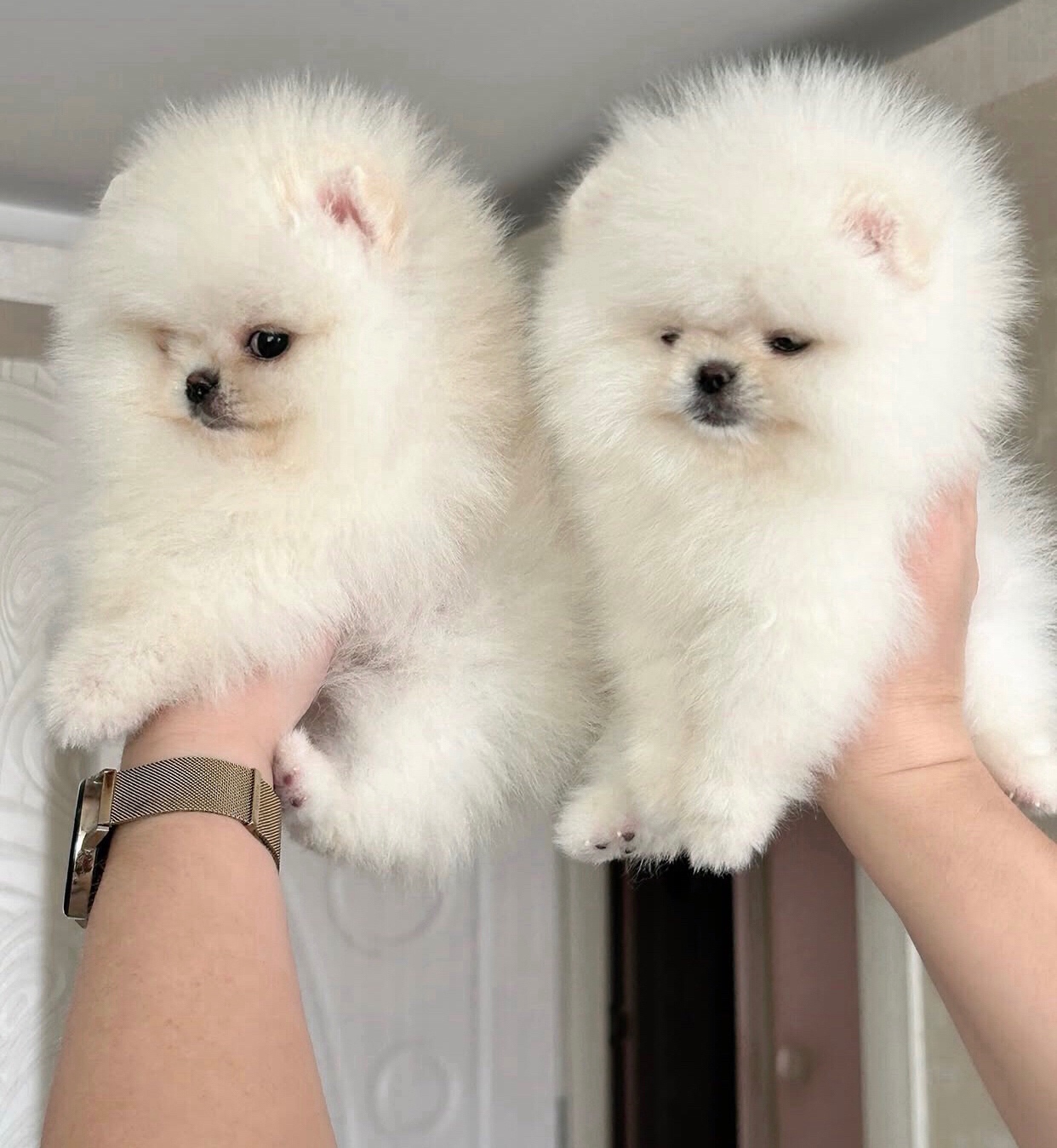 Dostępne są śliczne szczenięta rasy pomeranian.