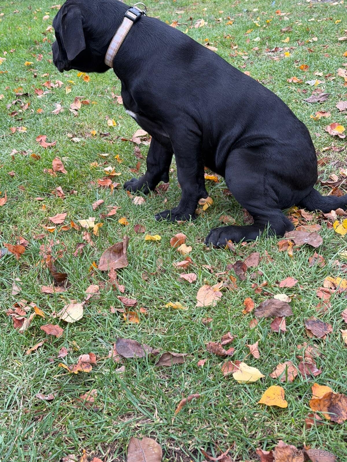 Cane corso