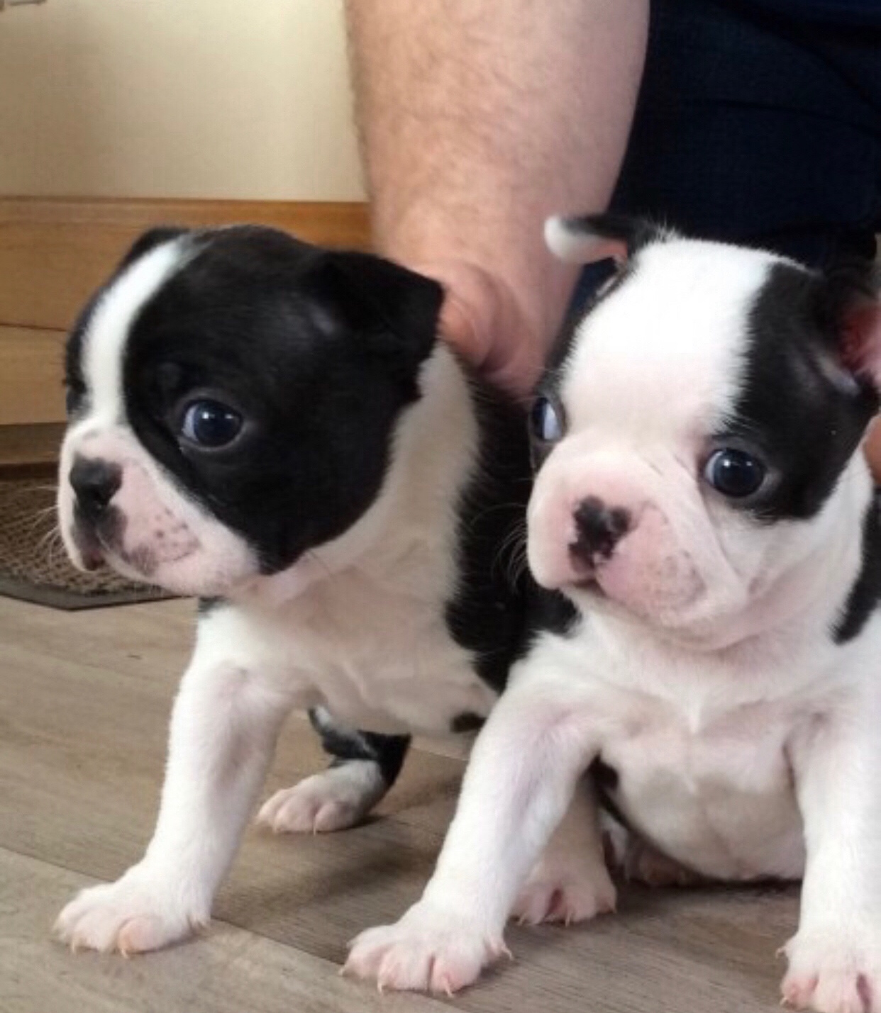 Dostępne są zdrowe szczenięta rasy boston terrier.