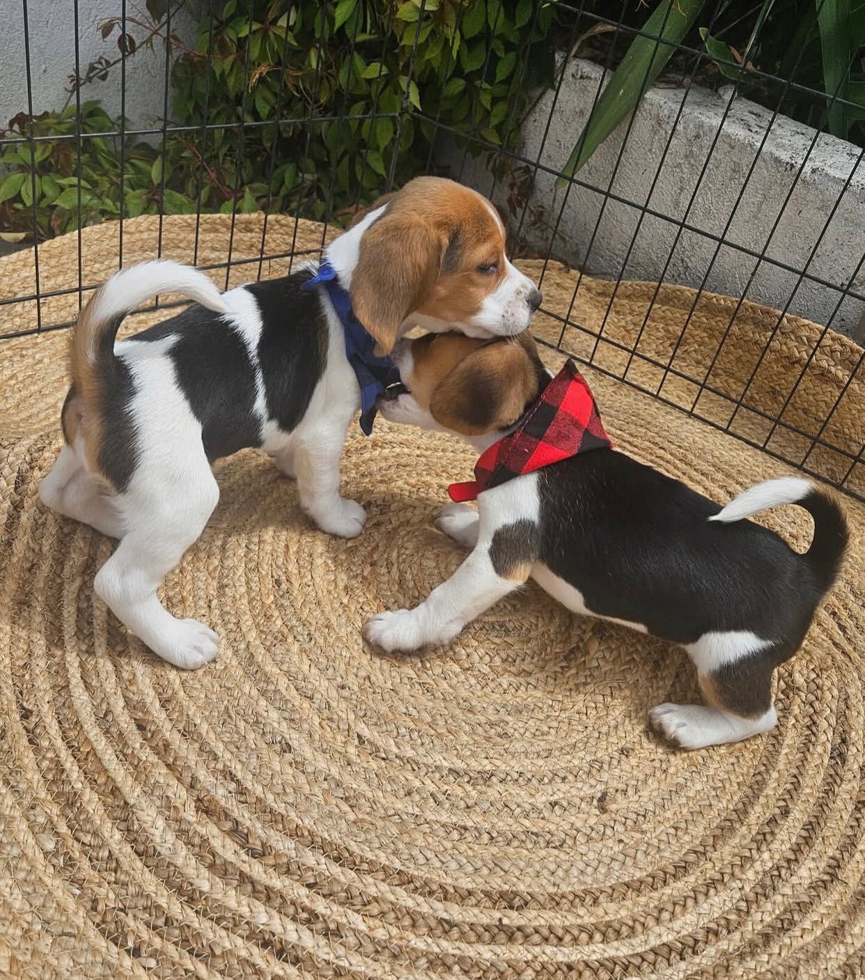 Słodkie szczenięta Beagle dostępne.