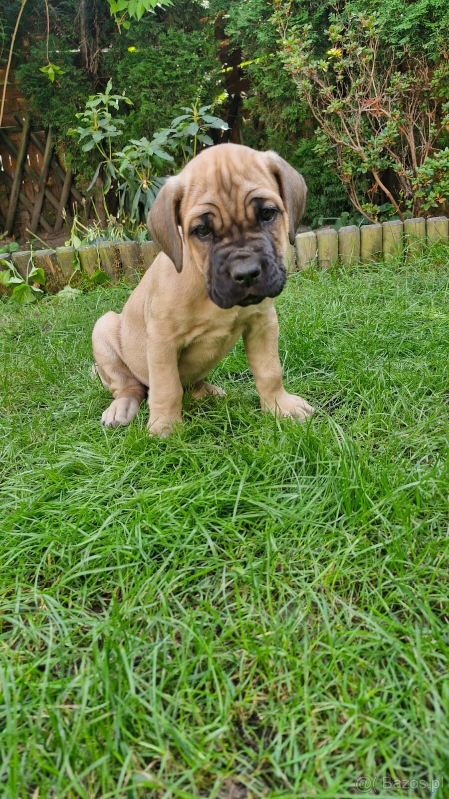 Cane Corso - Psy i suczki - do odbioru - z metrykami, ojciec