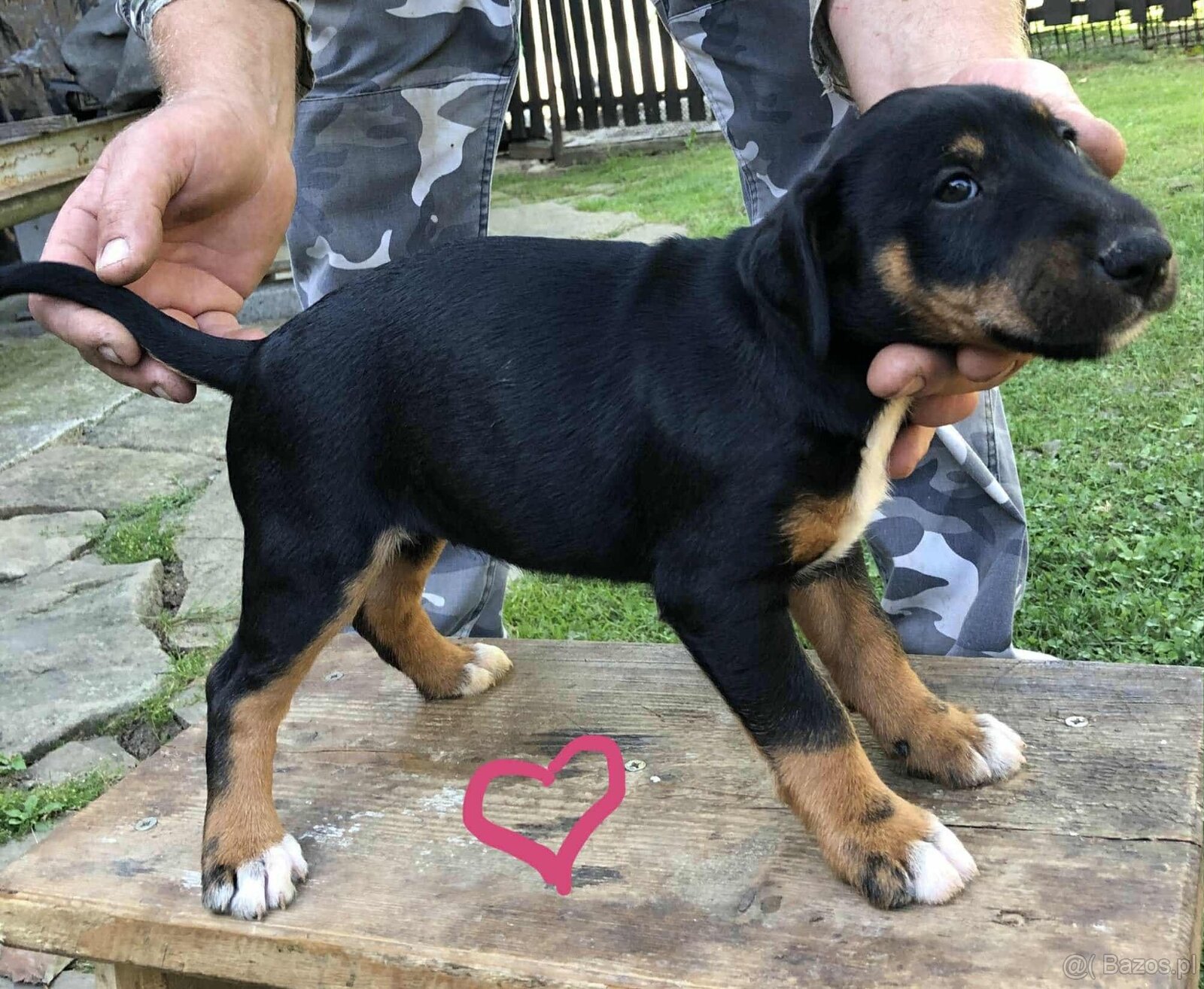 Niemiecki terier myśliwski, bulterier,terrier,
