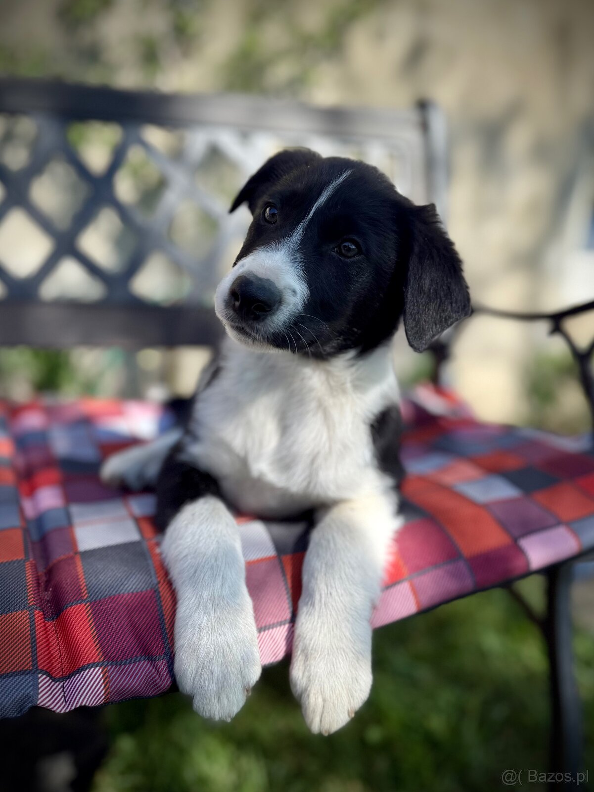 Border collie