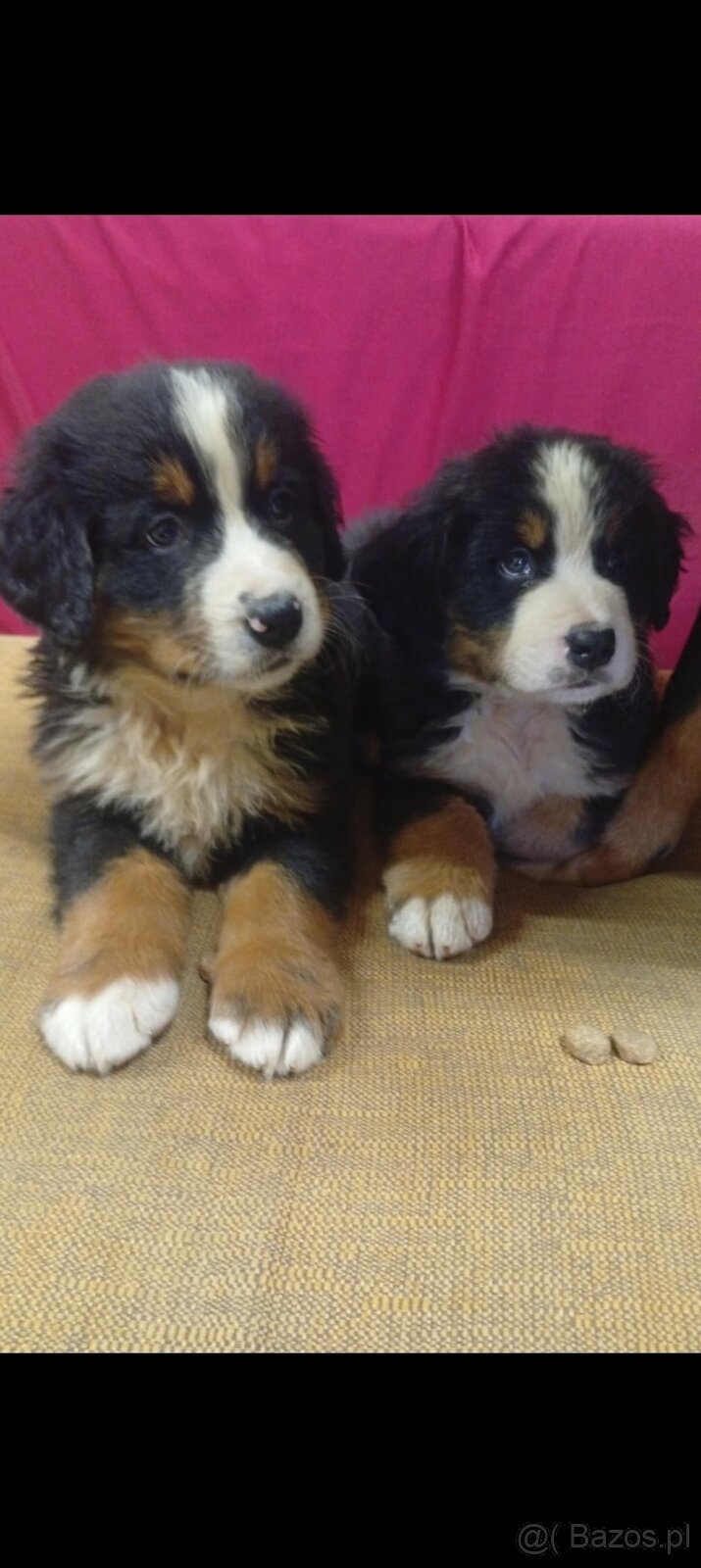 Szczeniaki Berneński Pies Pasterski