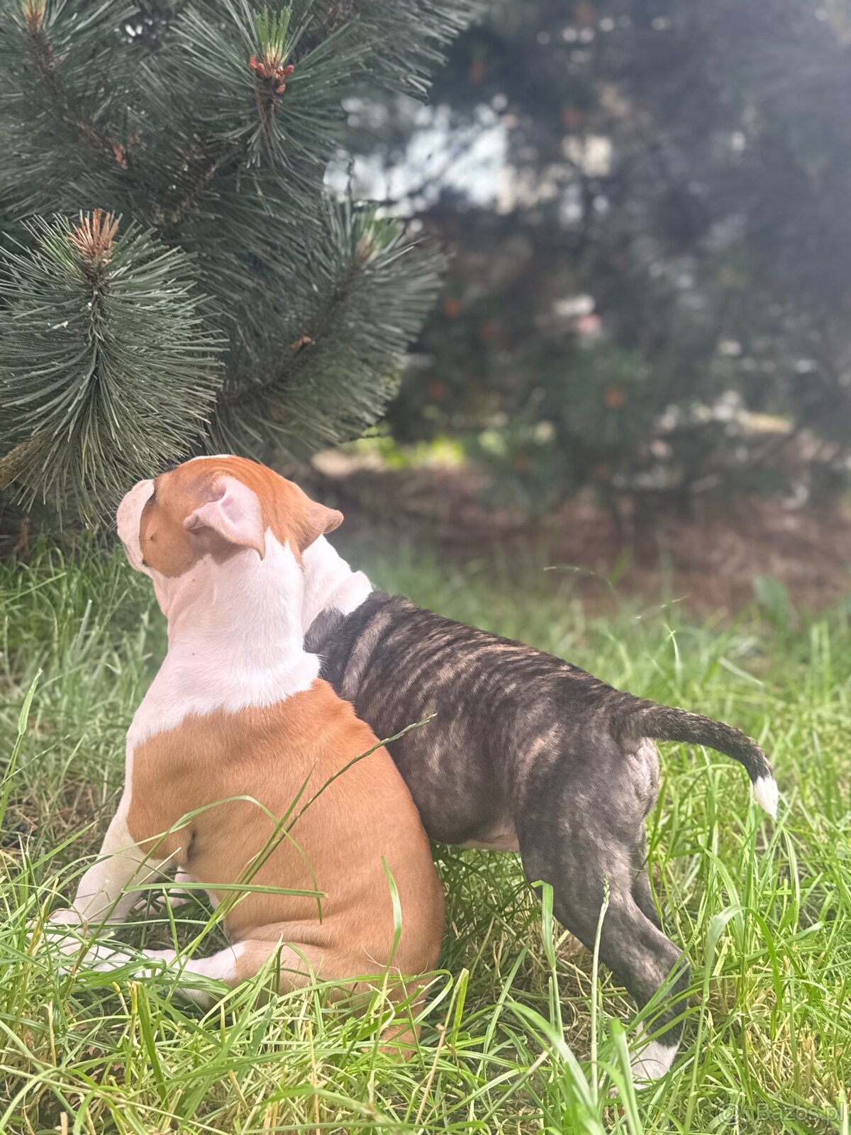Szczenięta amstaff