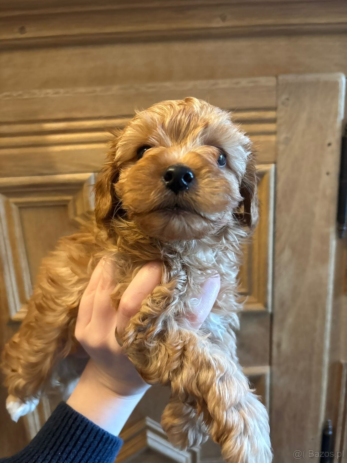 Szczenięta hybryda pudel york goldust