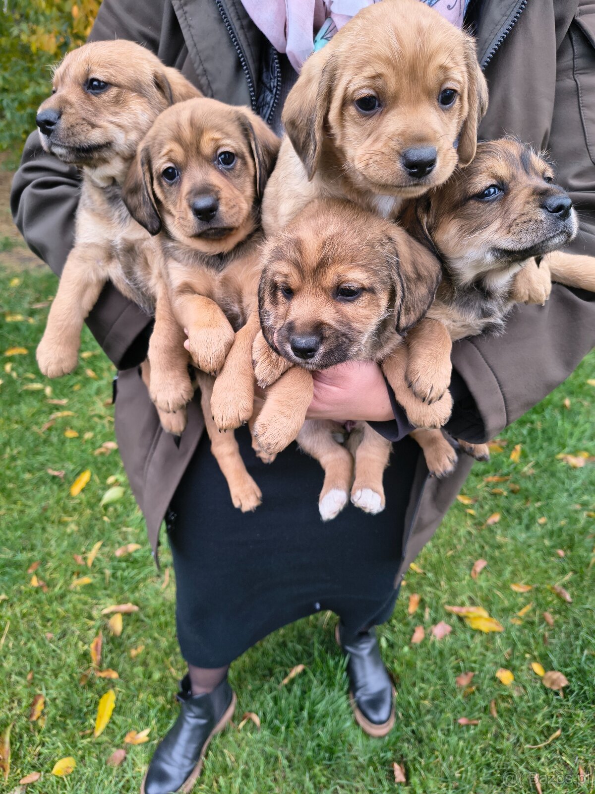 Szczeniaki za darmo piesek