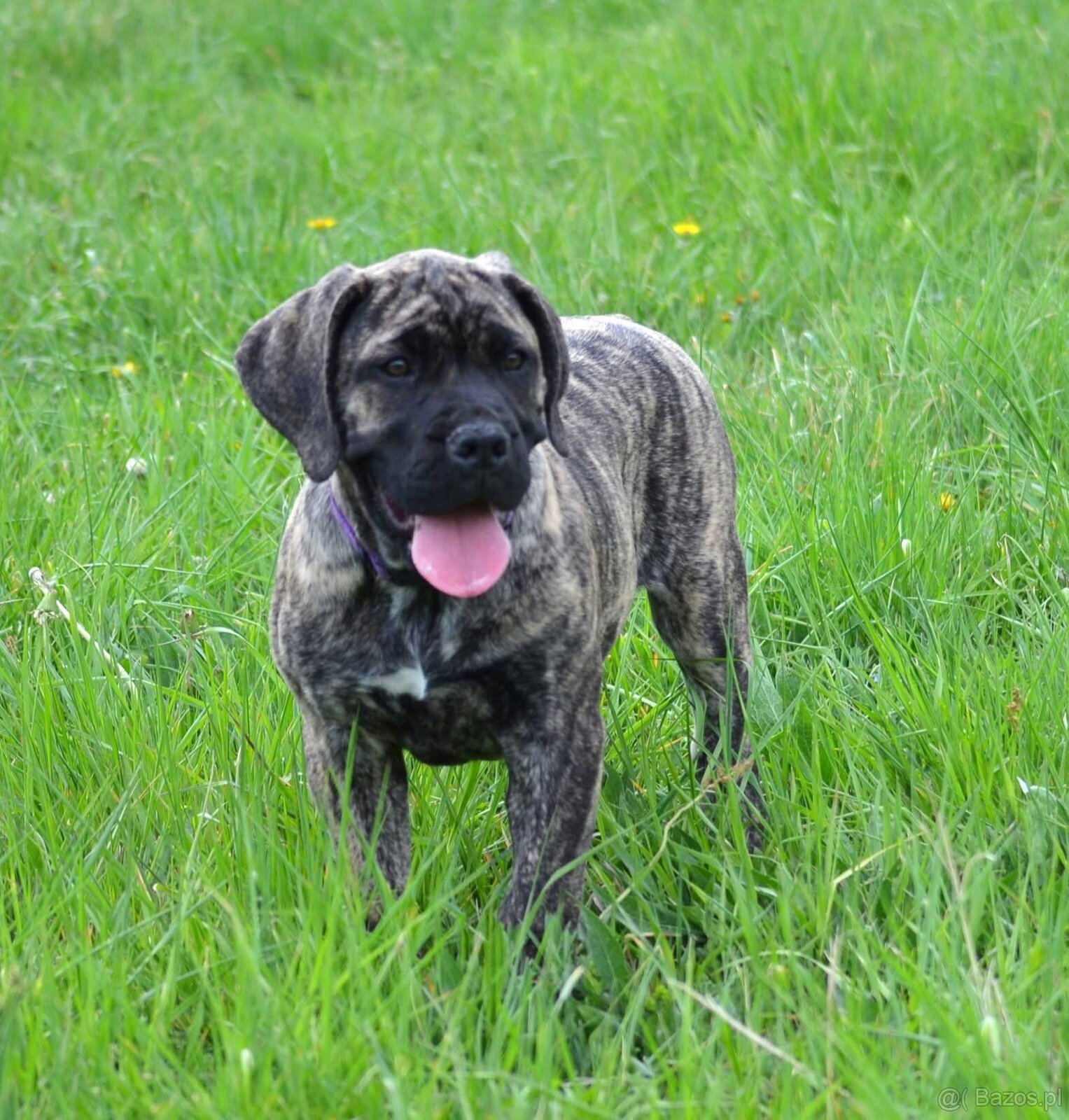 Boerboel - Szczeniak s rodowod FCI