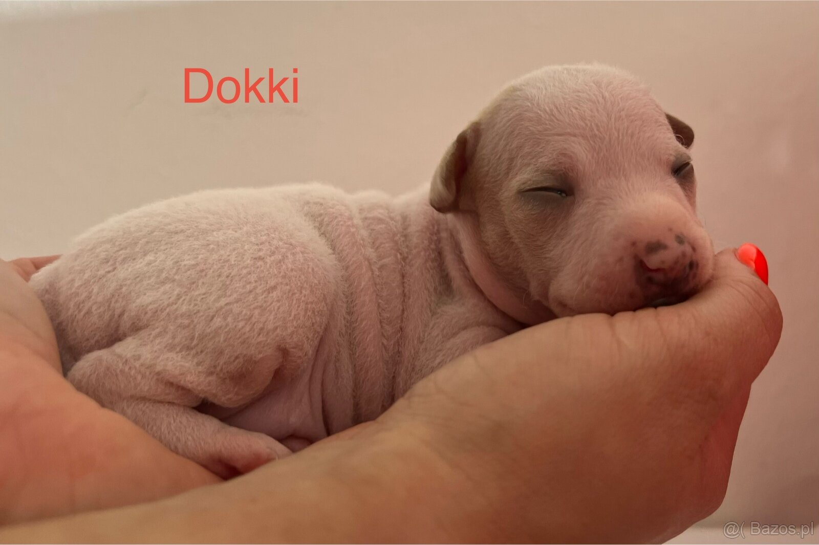 American Hairless Terrier z PP FCI