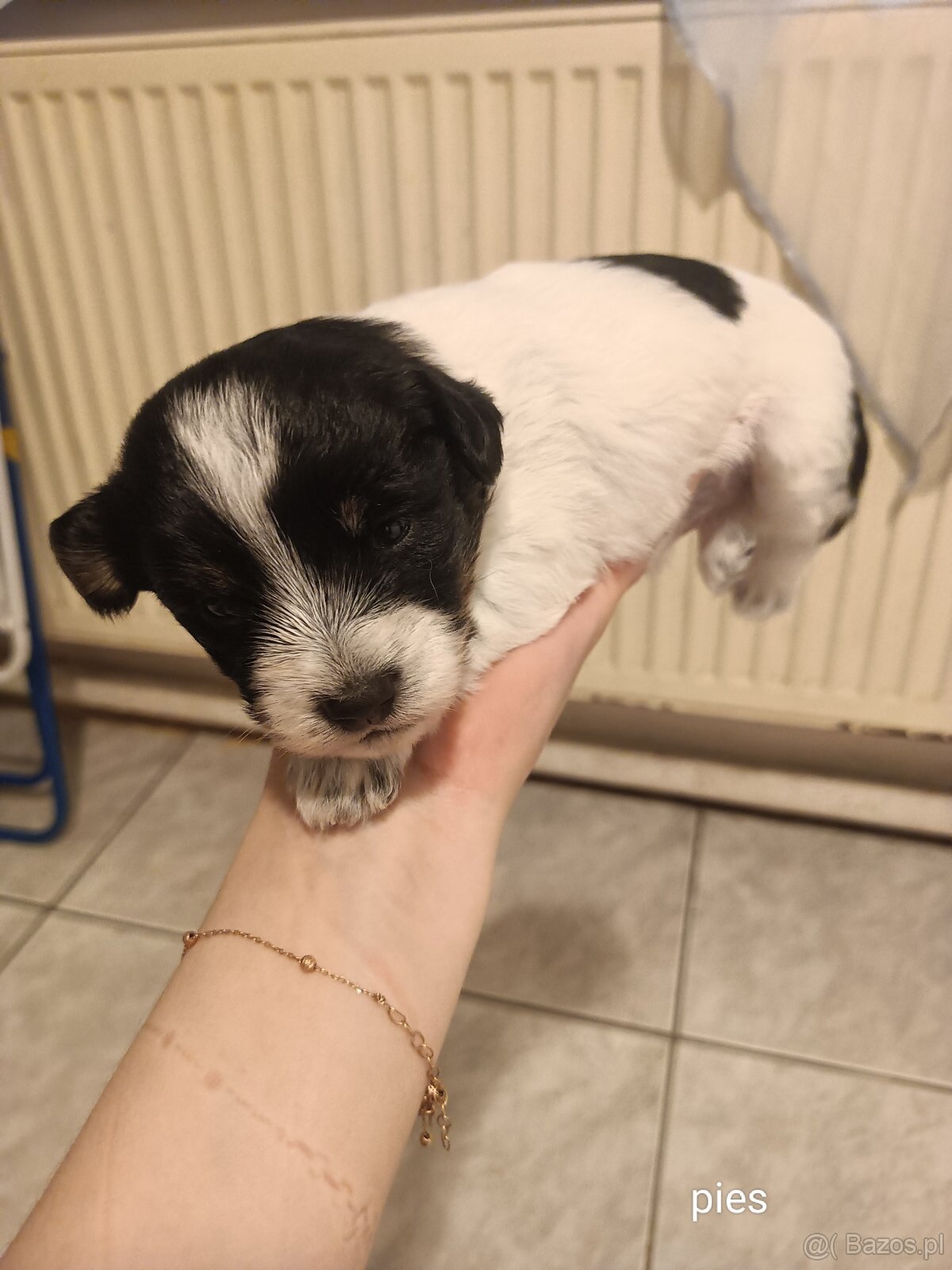 Szczeniaki Lancashire Heeler