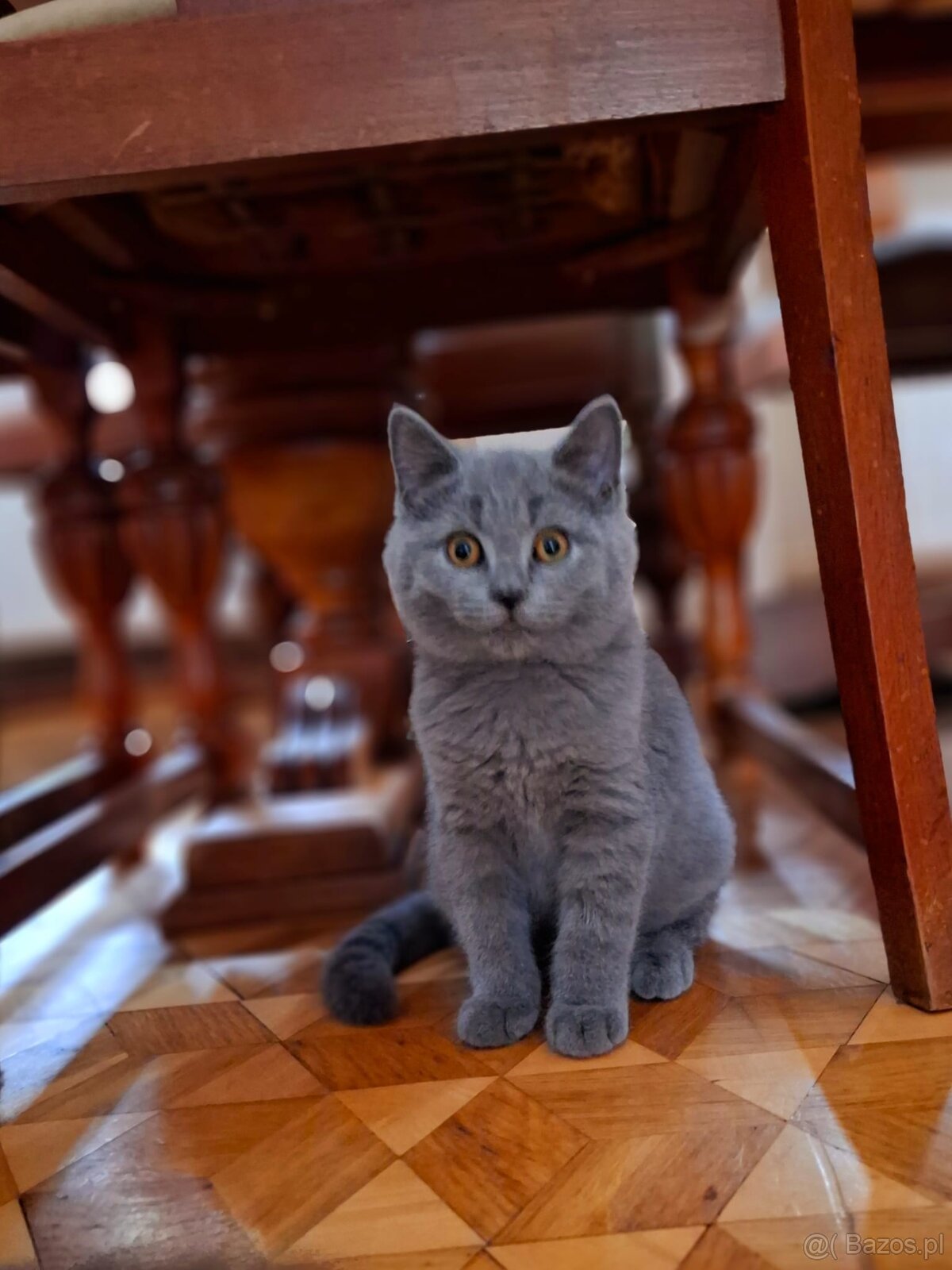 Kot Brytyjski Kocur Szkocki