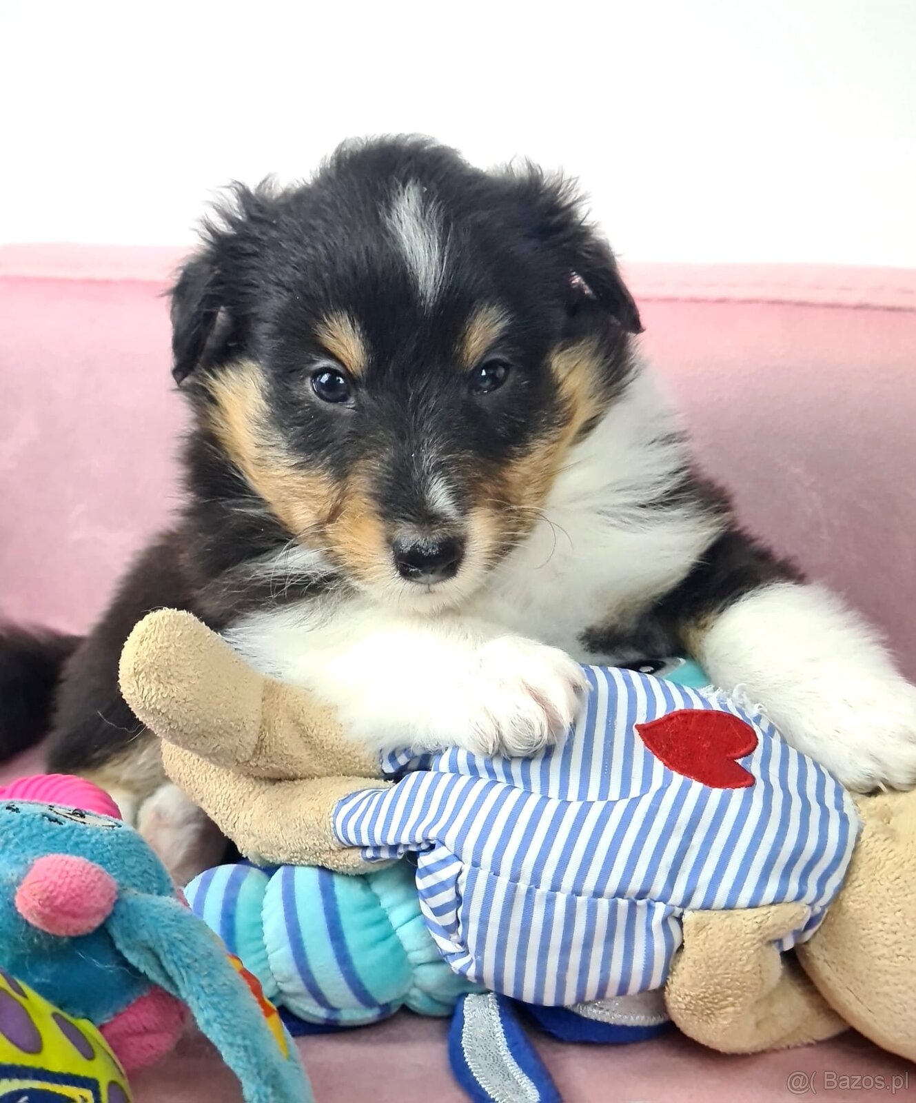 Owczarek szetlandzki sheltie