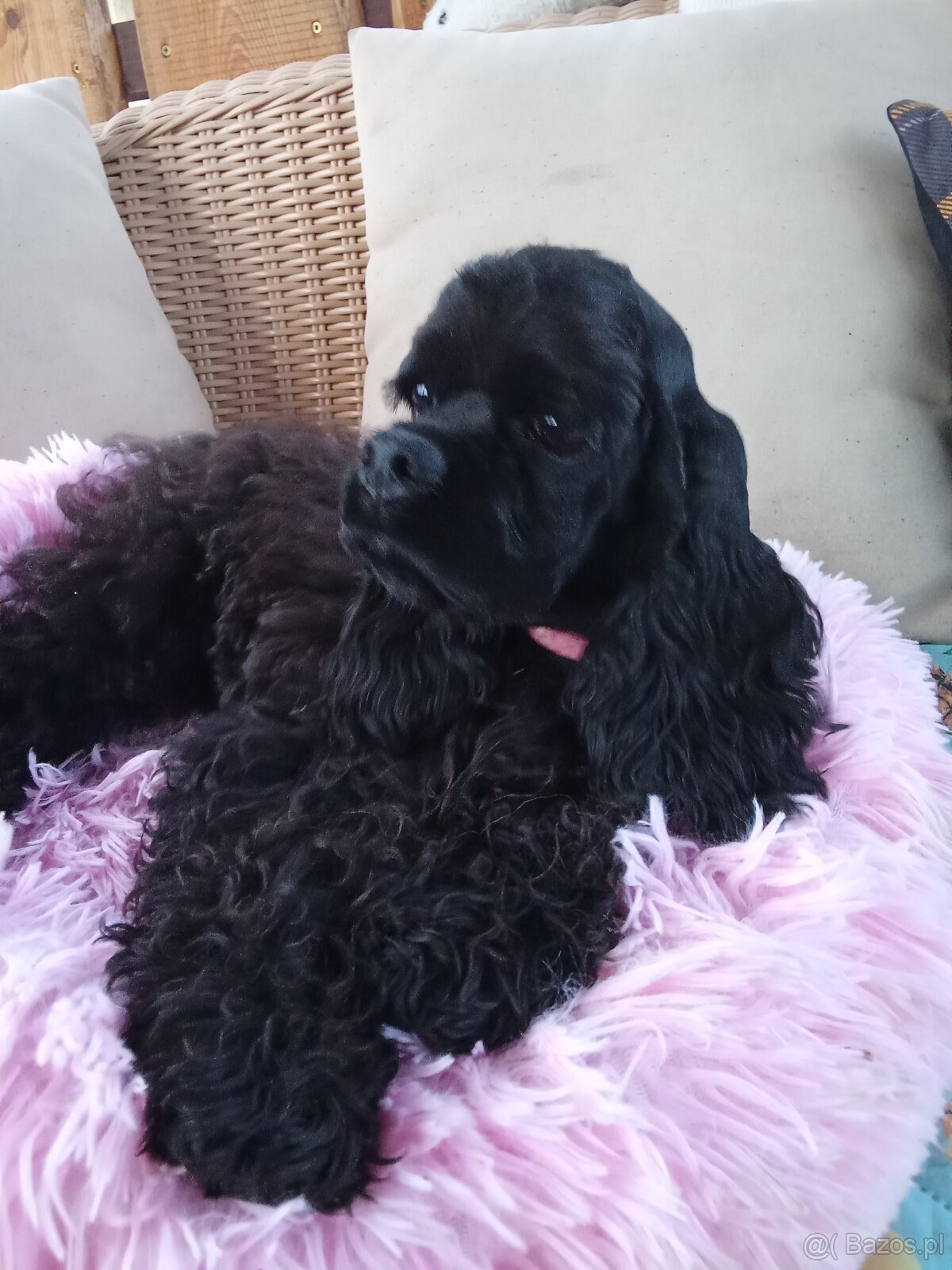 Cocker spaniel american/PP fci