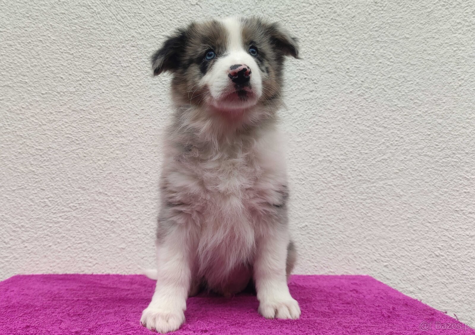 Piękny pies BORDER COLLIE z Hodowli - Rasowy z pełną dok.